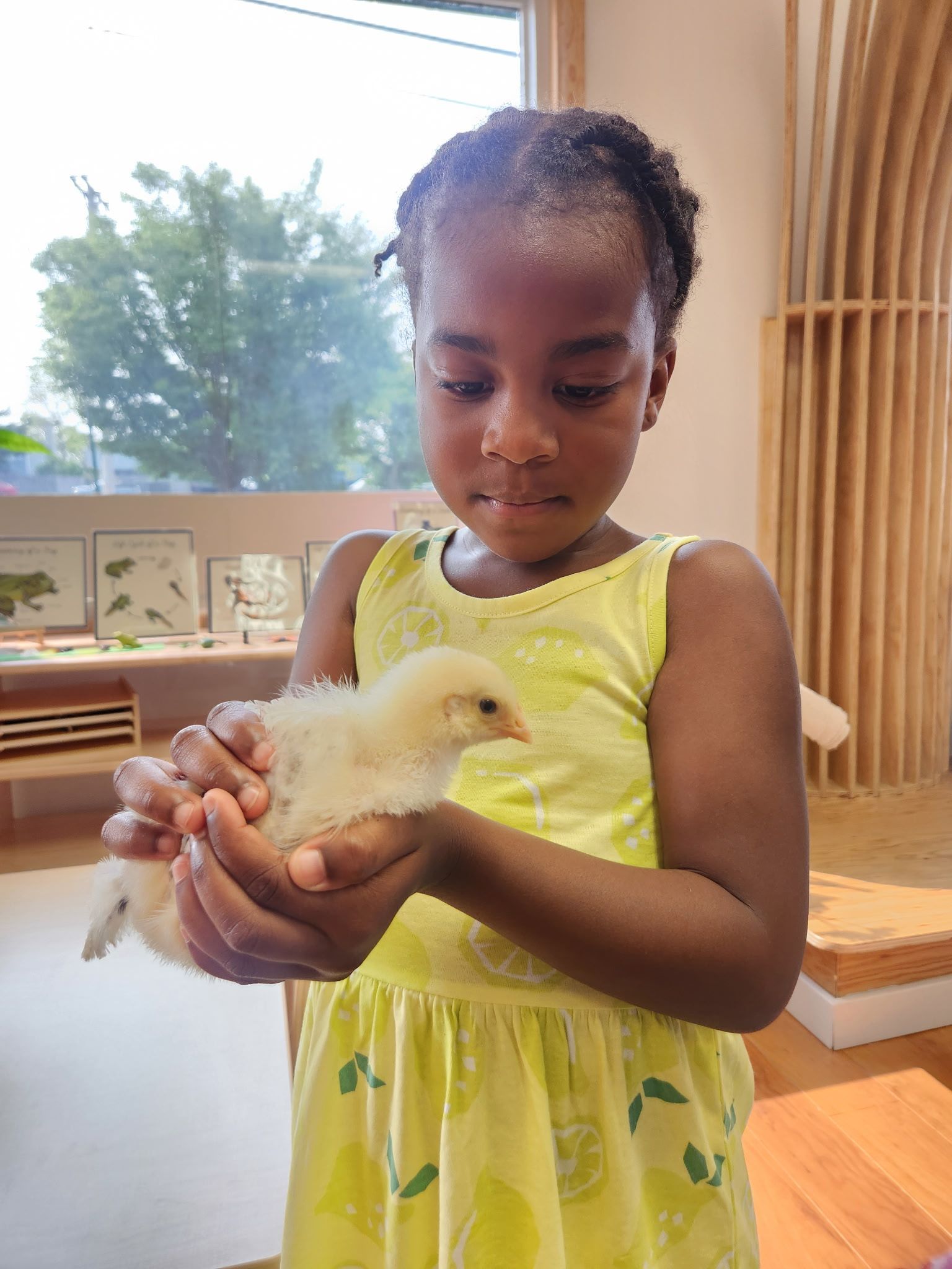 Girl holding a fluffy yellow chick in her hands, indoors.