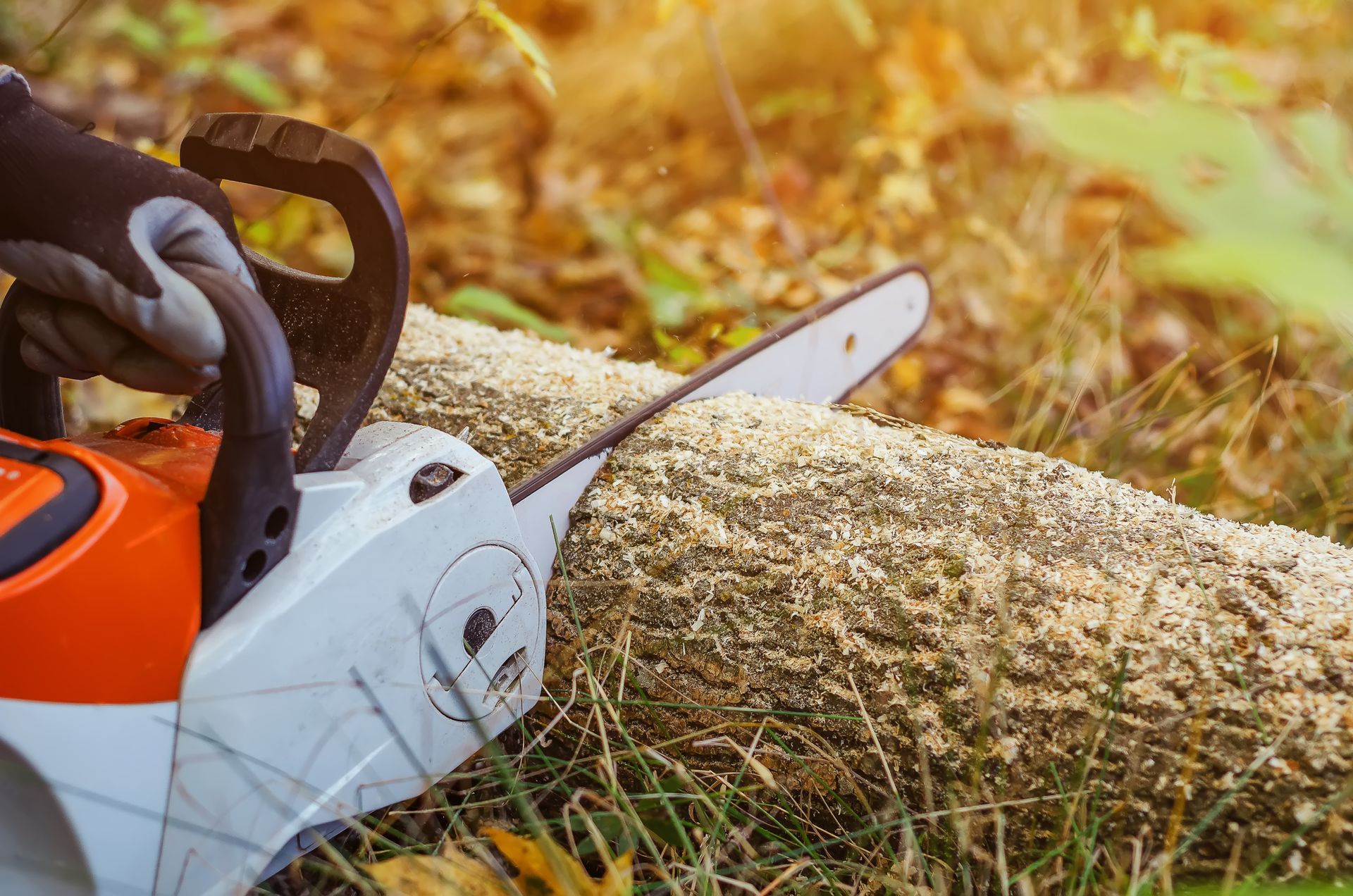 A person is using a chainsaw to cut a log in the woods.