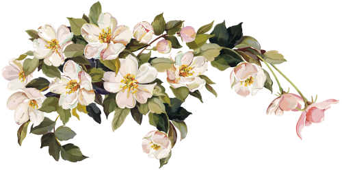 White Flower White Flower