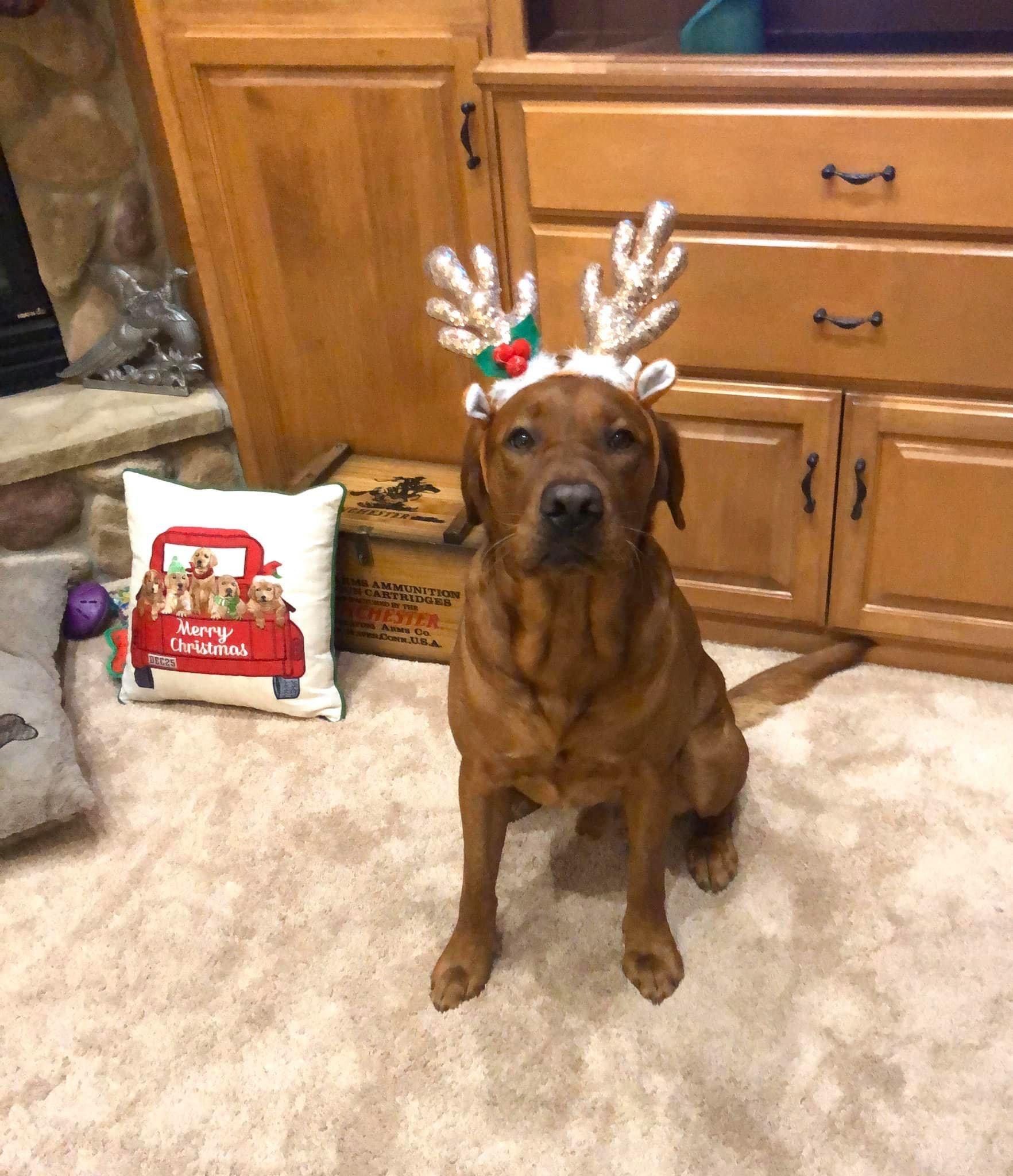 Brown dog wearing reindeer antlers, sitting on a carpet, with a Christmas pillow and wooden cabinets in the background.