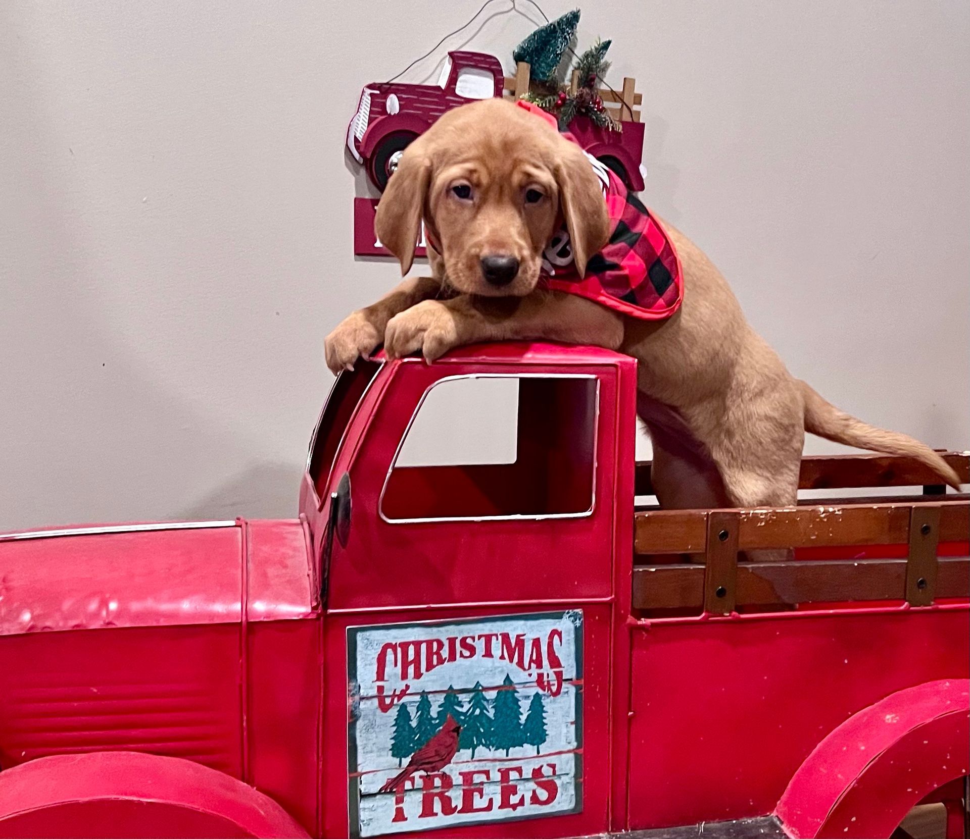 Puppy in a red truck, wearing a plaid bandana, with a Christmas trees sign.