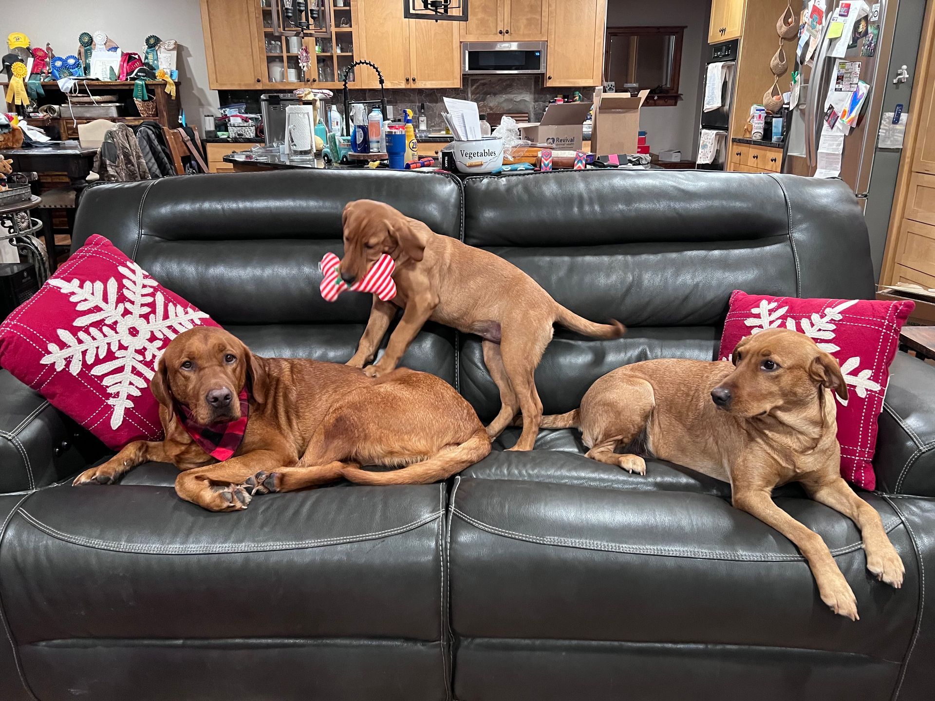Three golden retrievers on a black leather couch, one with a toy. Christmas pillows in setting.