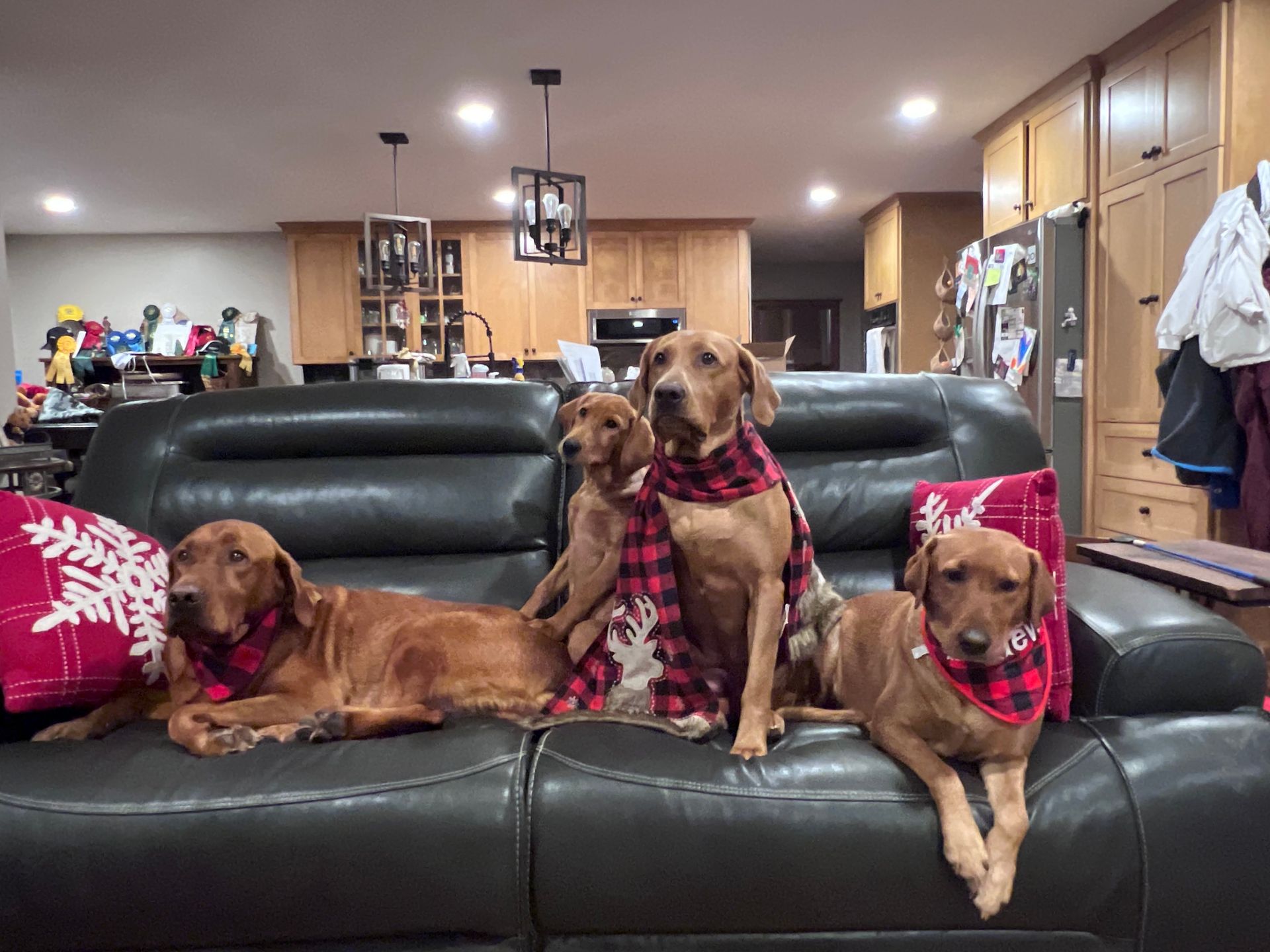 Four brown dogs wearing red and black plaid scarves on a black leather couch in a living room.