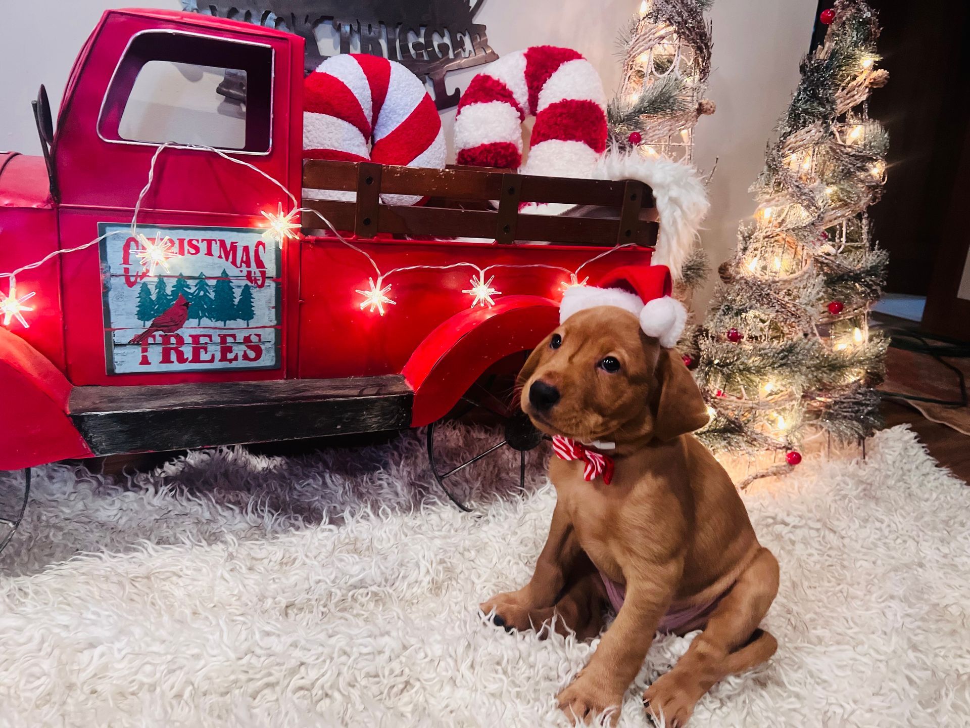 Golden puppy wearing a Santa hat and bowtie sits in front of a red truck bed decorated for Christmas.