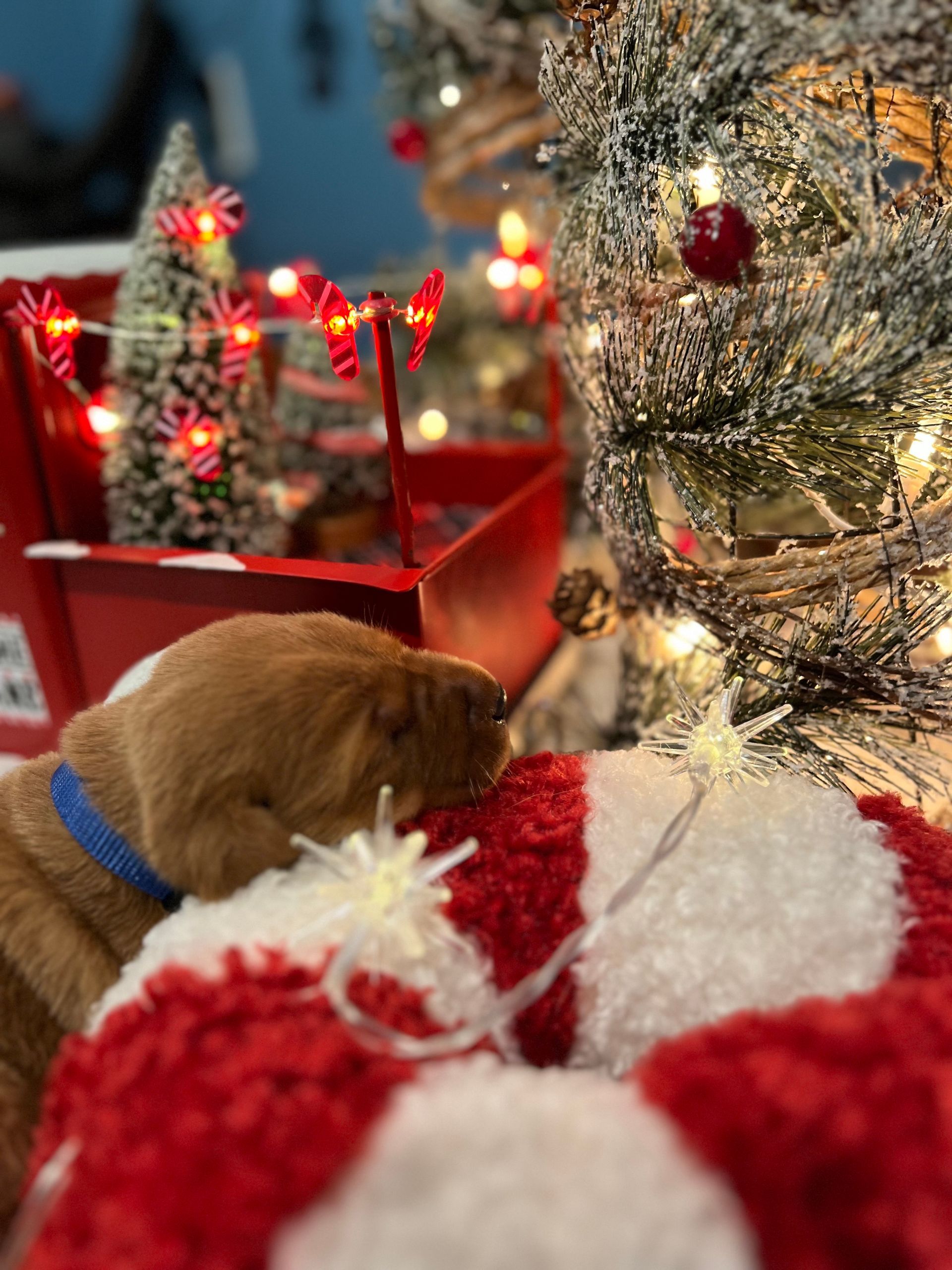 Golden puppy near a Christmas tree and decorations, sniffing a red and white wreath.
