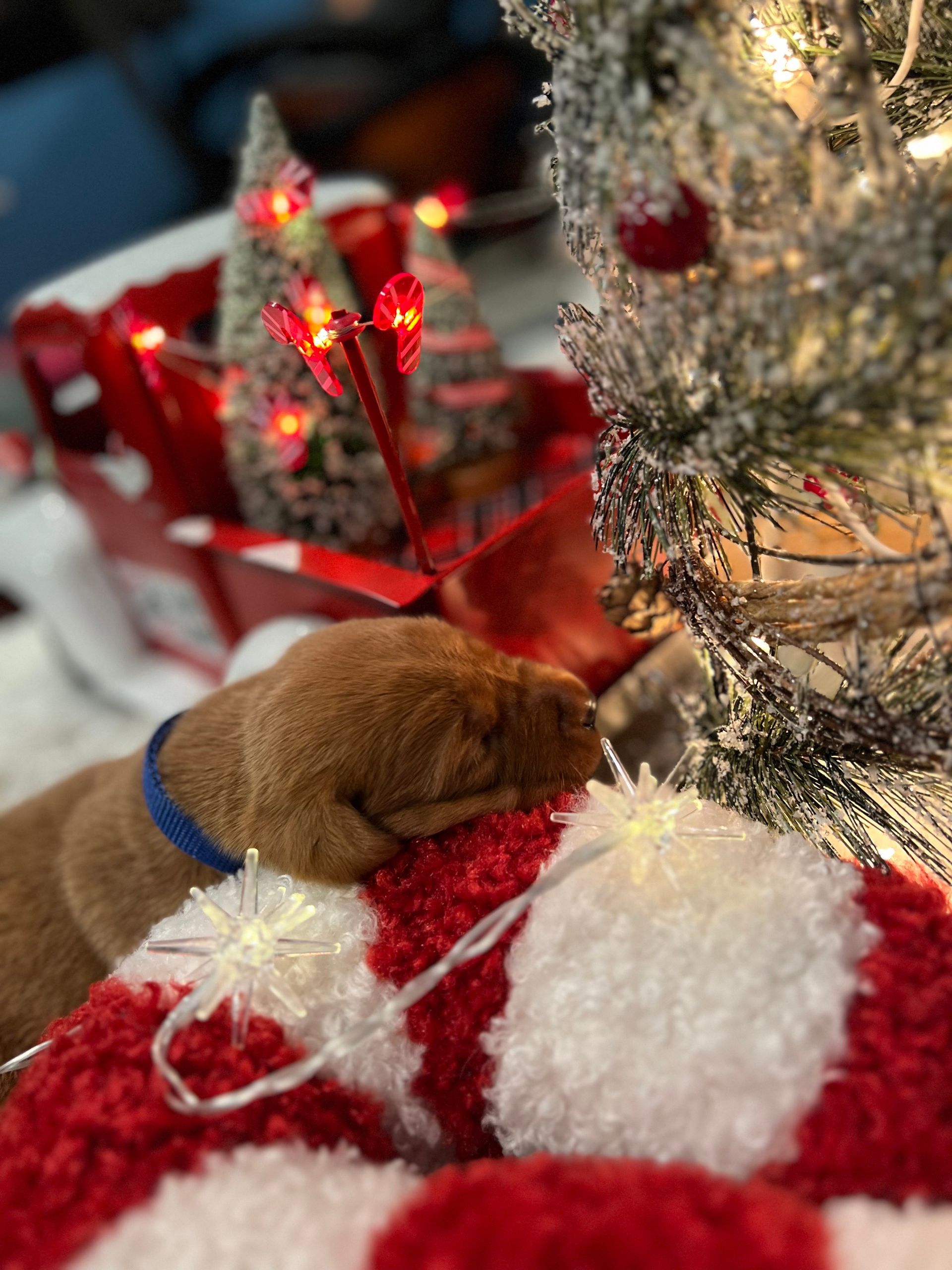 Brown puppy resting head on a red and white candy cane, next to a lit Christmas tree and decorations.