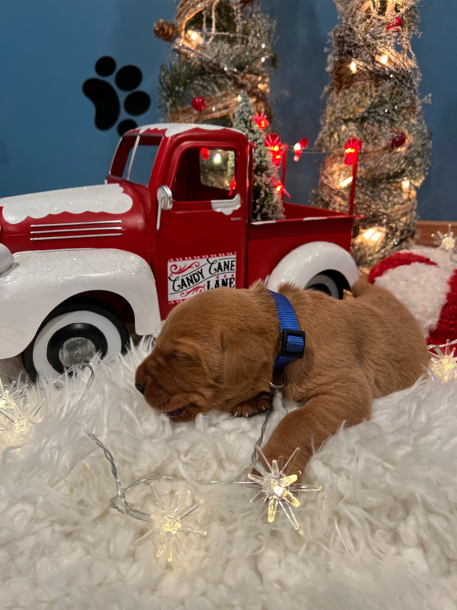 Brown puppy in blue collar resting on white fur with red truck and Christmas decor.