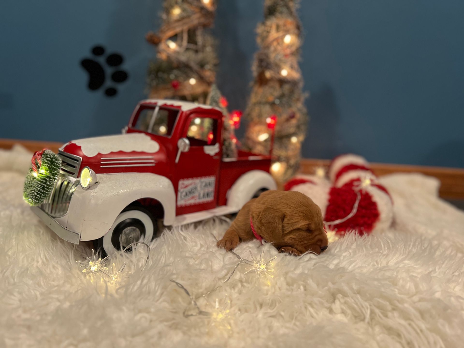 Brown puppy wearing a red collar rests on fluffy white fabric, next to a toy red truck and Christmas decorations.