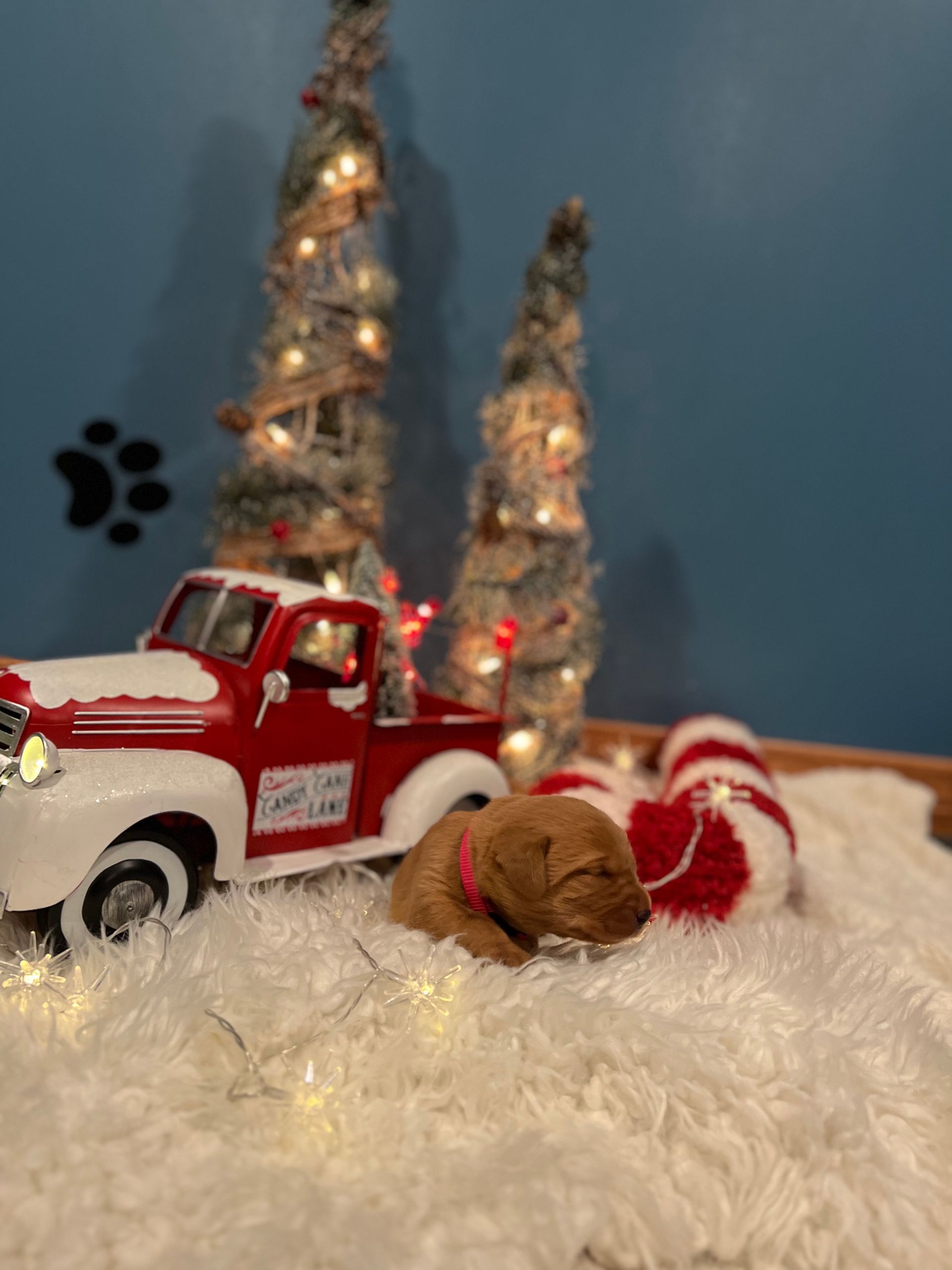 A brown puppy wearing a pink collar sleeps in front of a red Christmas truck and trees.