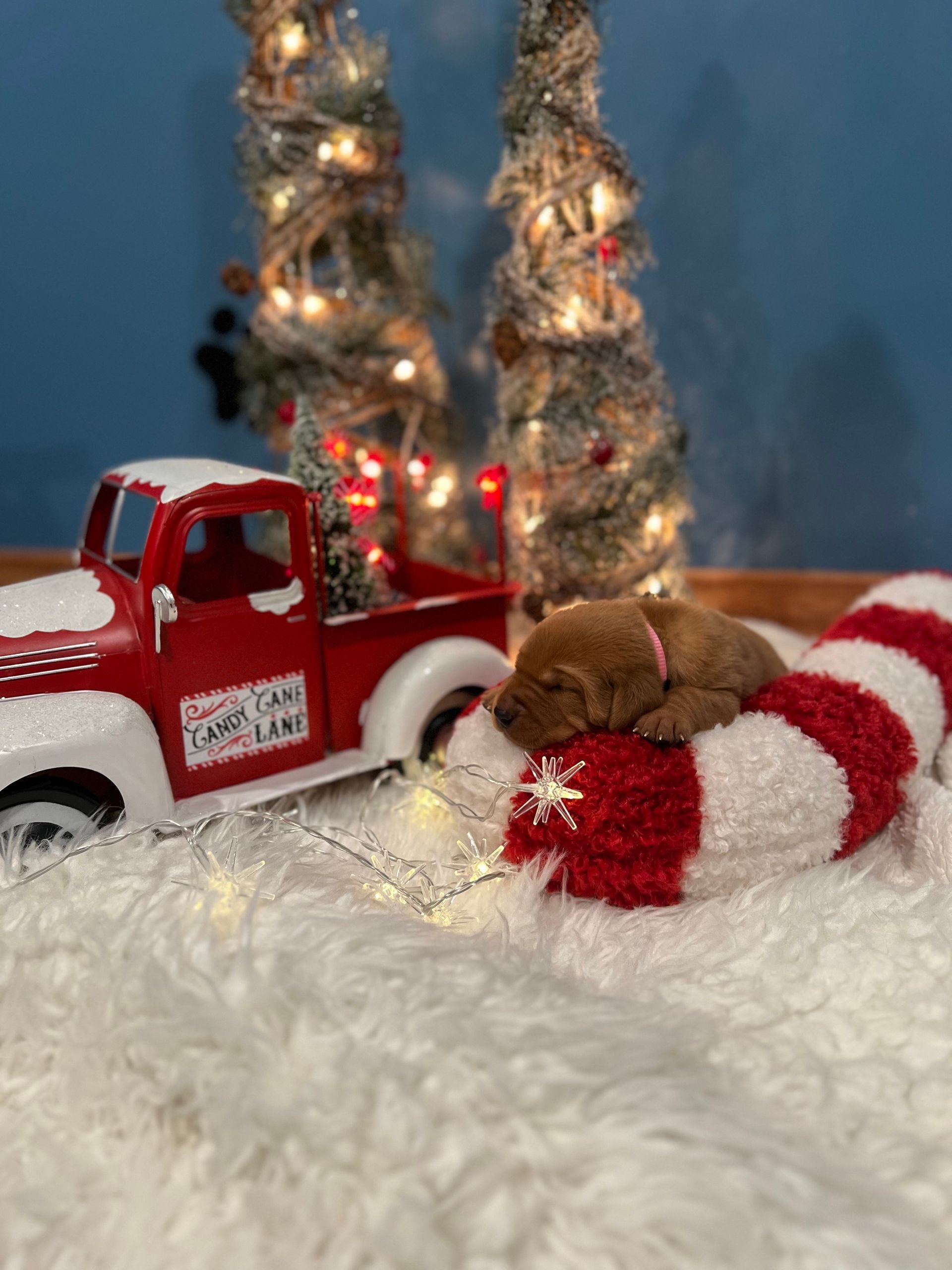 Newborn puppy rests on a red and white scarf near a red toy truck and Christmas trees.