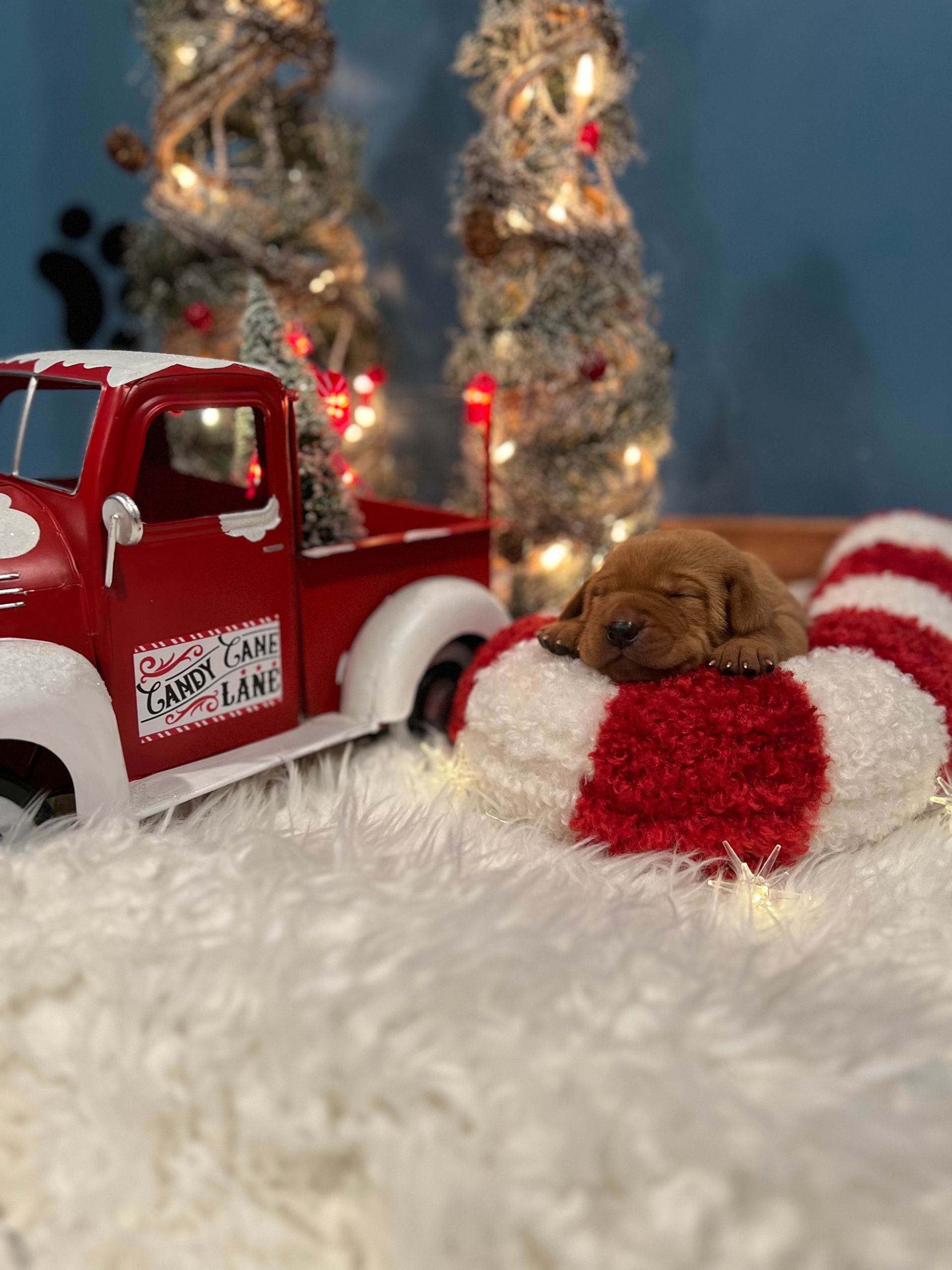 Tiny brown puppy sleeping on a red and white candy cane, near a red truck.