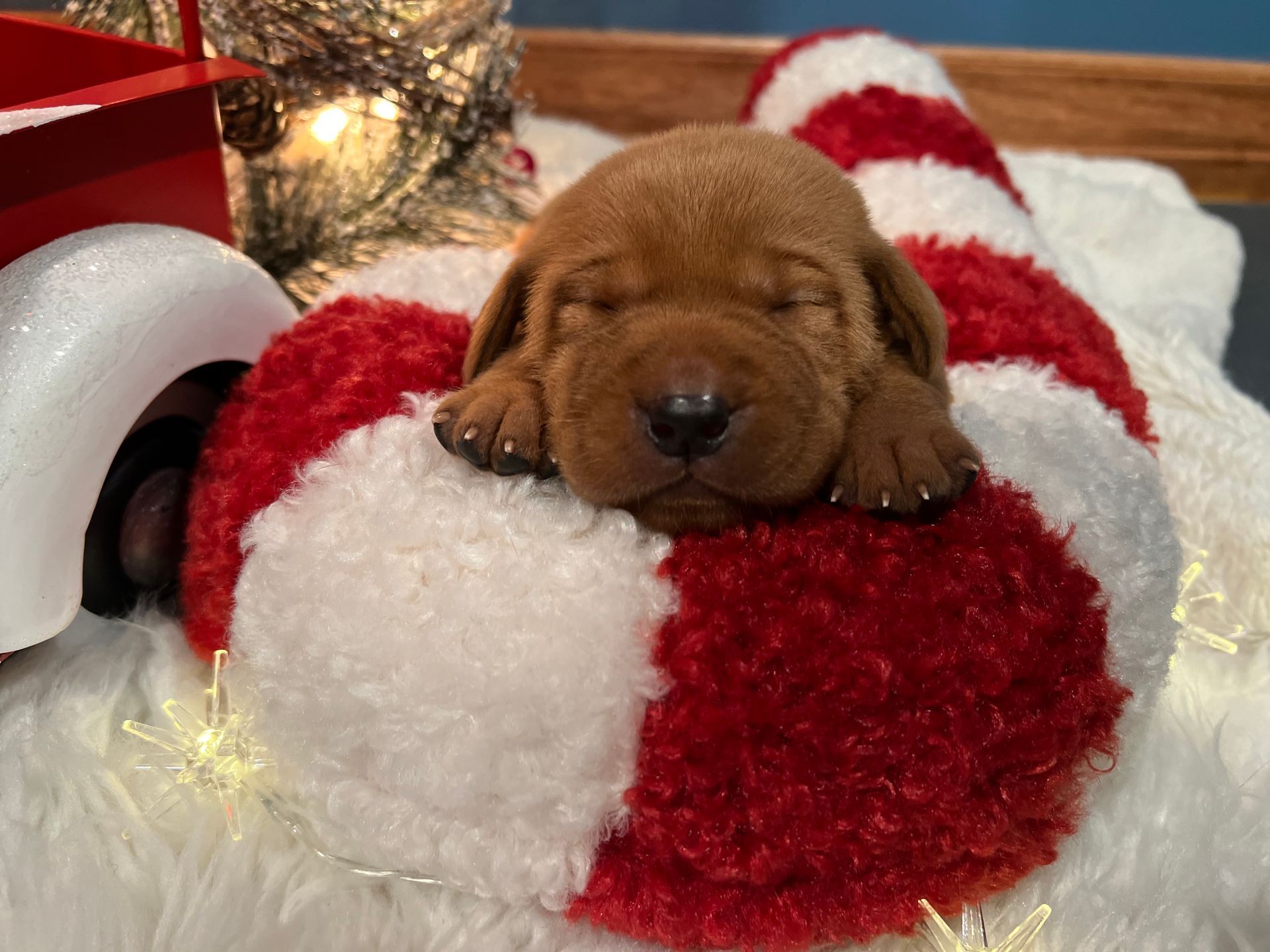 Sleeping brown puppy nestled in a red and white candy cane-shaped bed, near Christmas decorations.