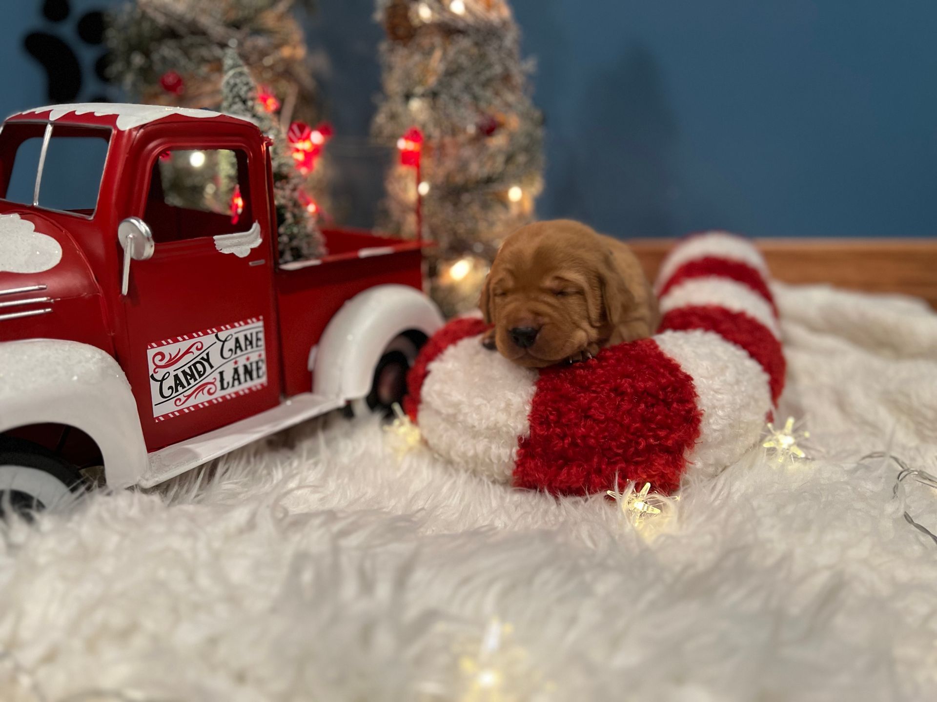Golden puppy asleep on a red and white candy cane-shaped bed with a red truck and festive decor.
