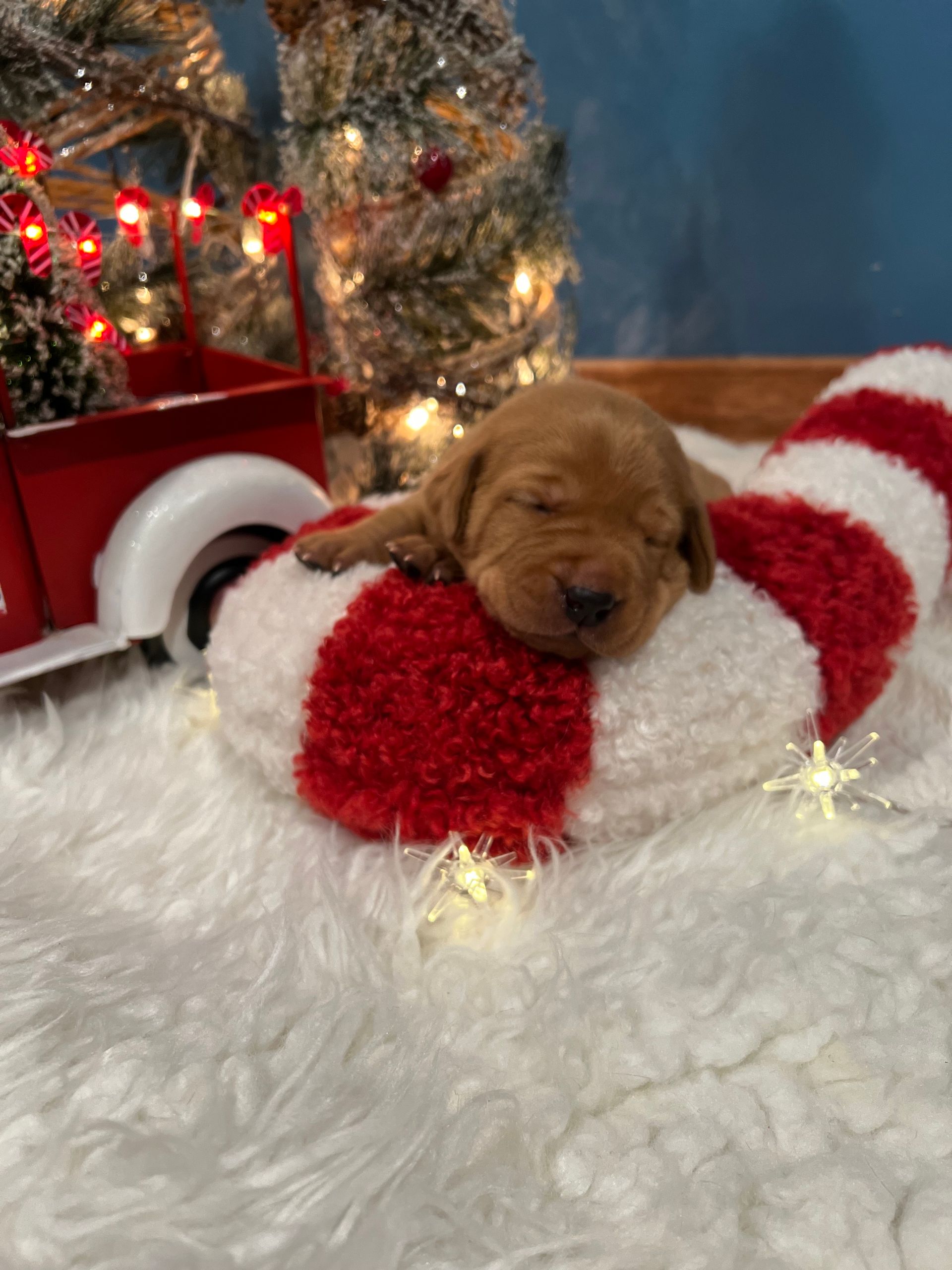 Newborn puppy sleeps curled up on a red and white candy cane, with Christmas decorations in the background.