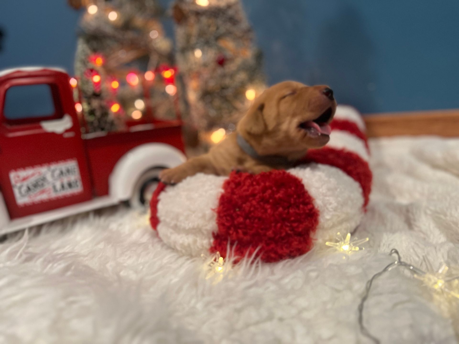 Golden puppy yawning in a candy cane-shaped bed, with Christmas decorations in the background.