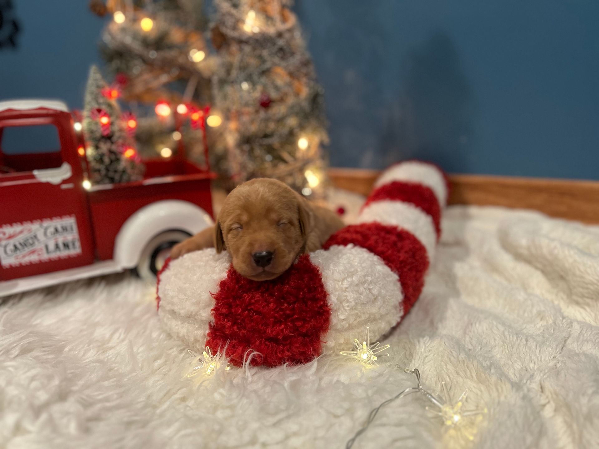 Puppy resting on a candy cane-shaped bed, with a red truck and lit Christmas tree in background.