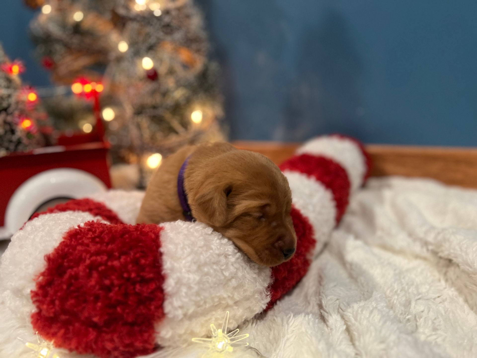A sleepy, brown puppy wearing a purple collar rests on a red and white candy cane-shaped pillow. Christmas-themed background.