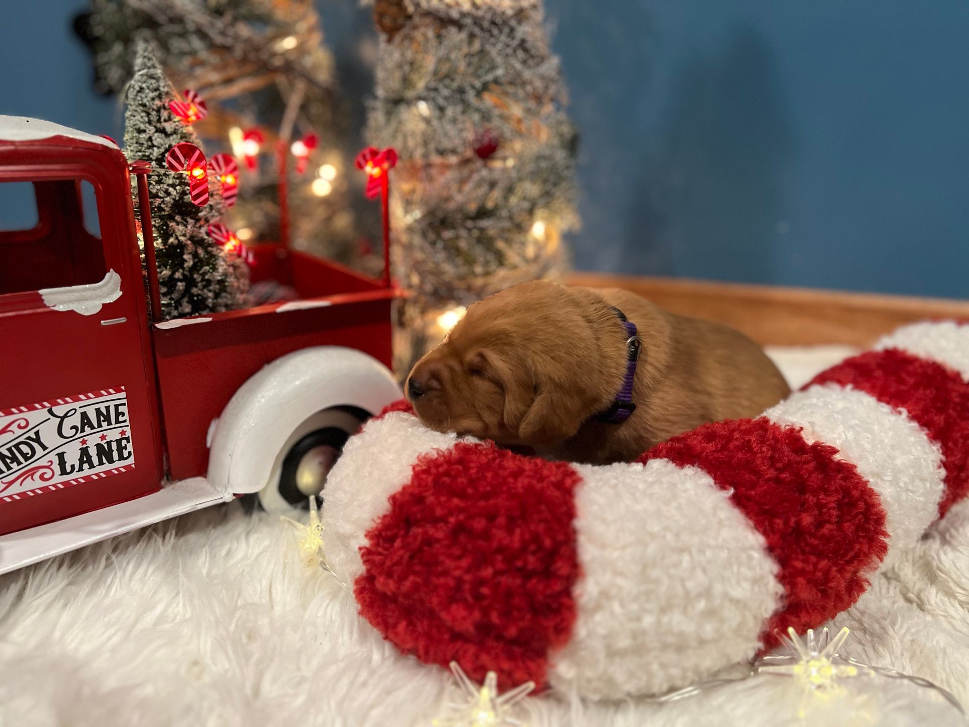 Newborn puppy resting on a candy cane with a Christmas truck and tree in the background.