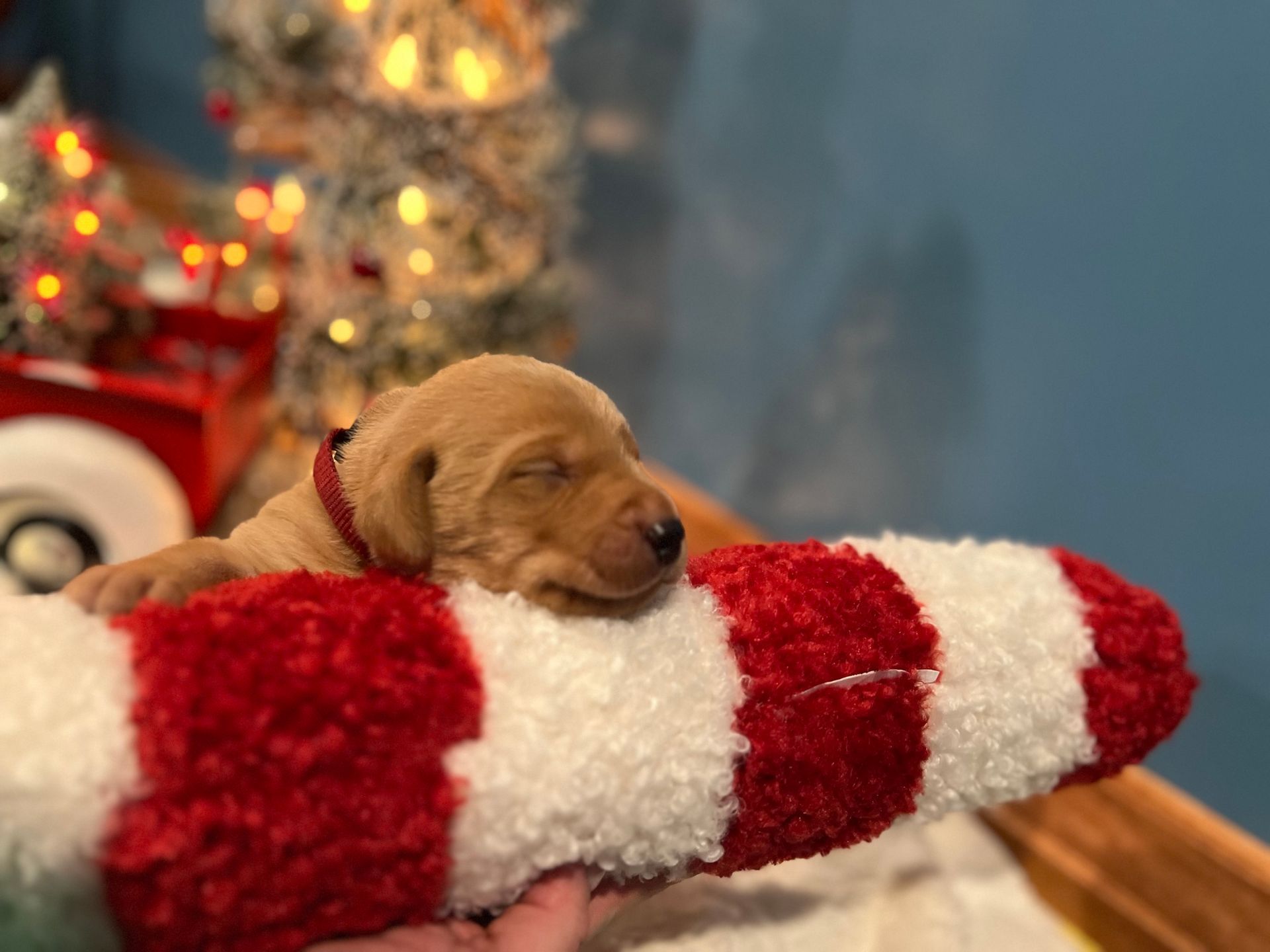 Yellow puppy asleep on a red and white candy cane with a Christmas tree in the background.
