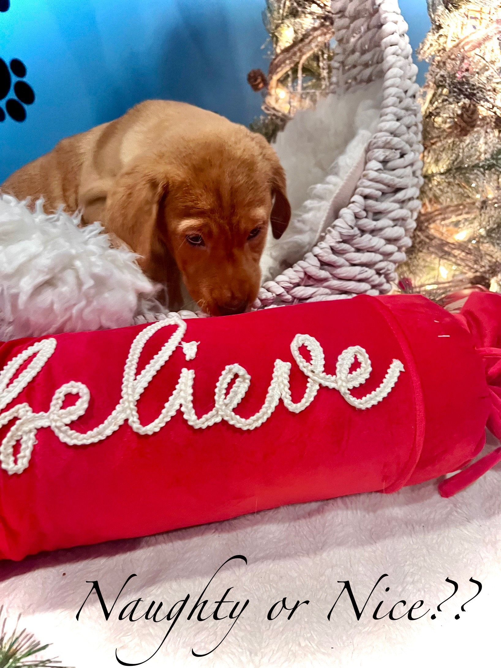 Golden puppy looking at a red 