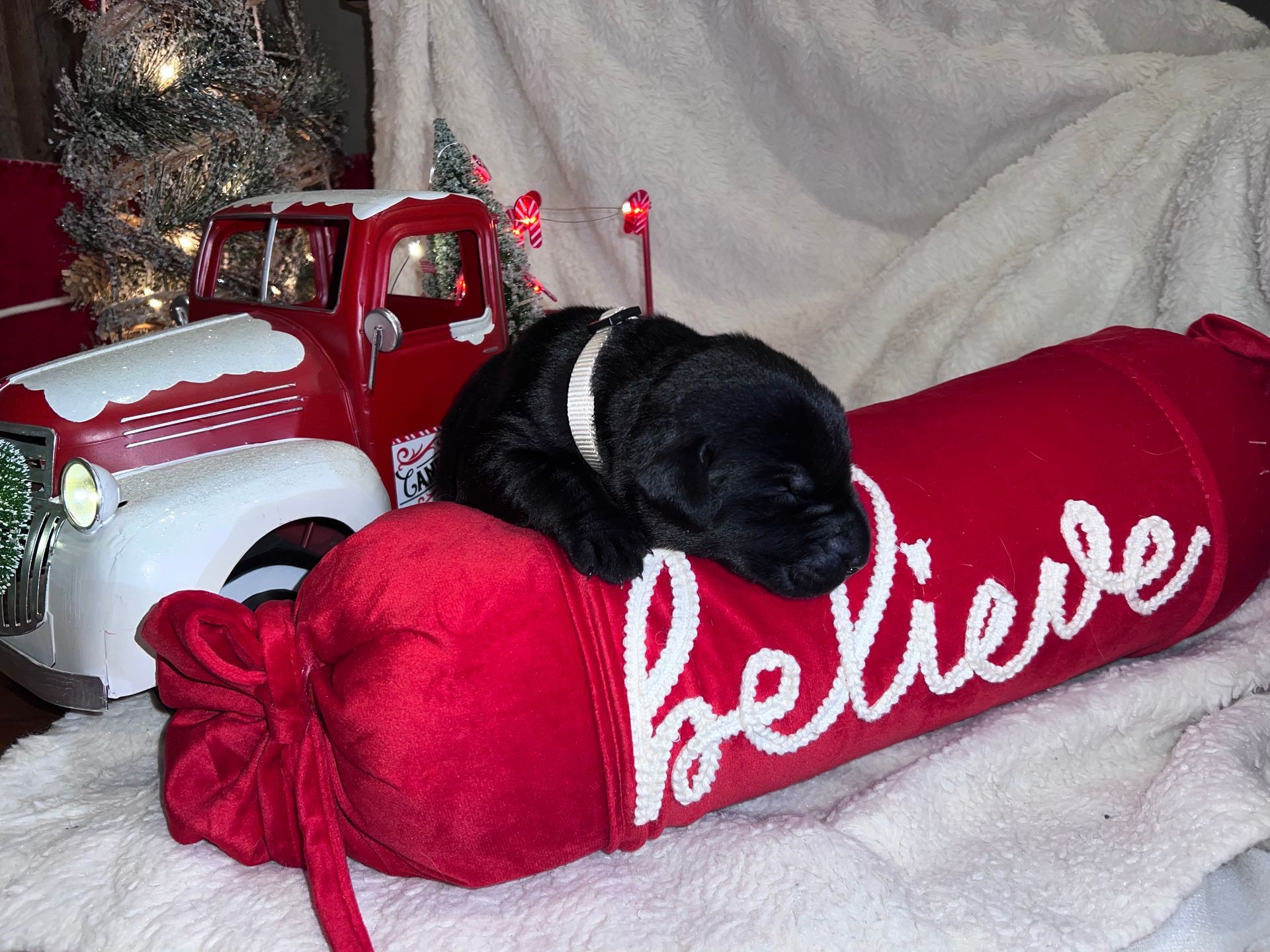 Black puppy with a white collar resting on a red 