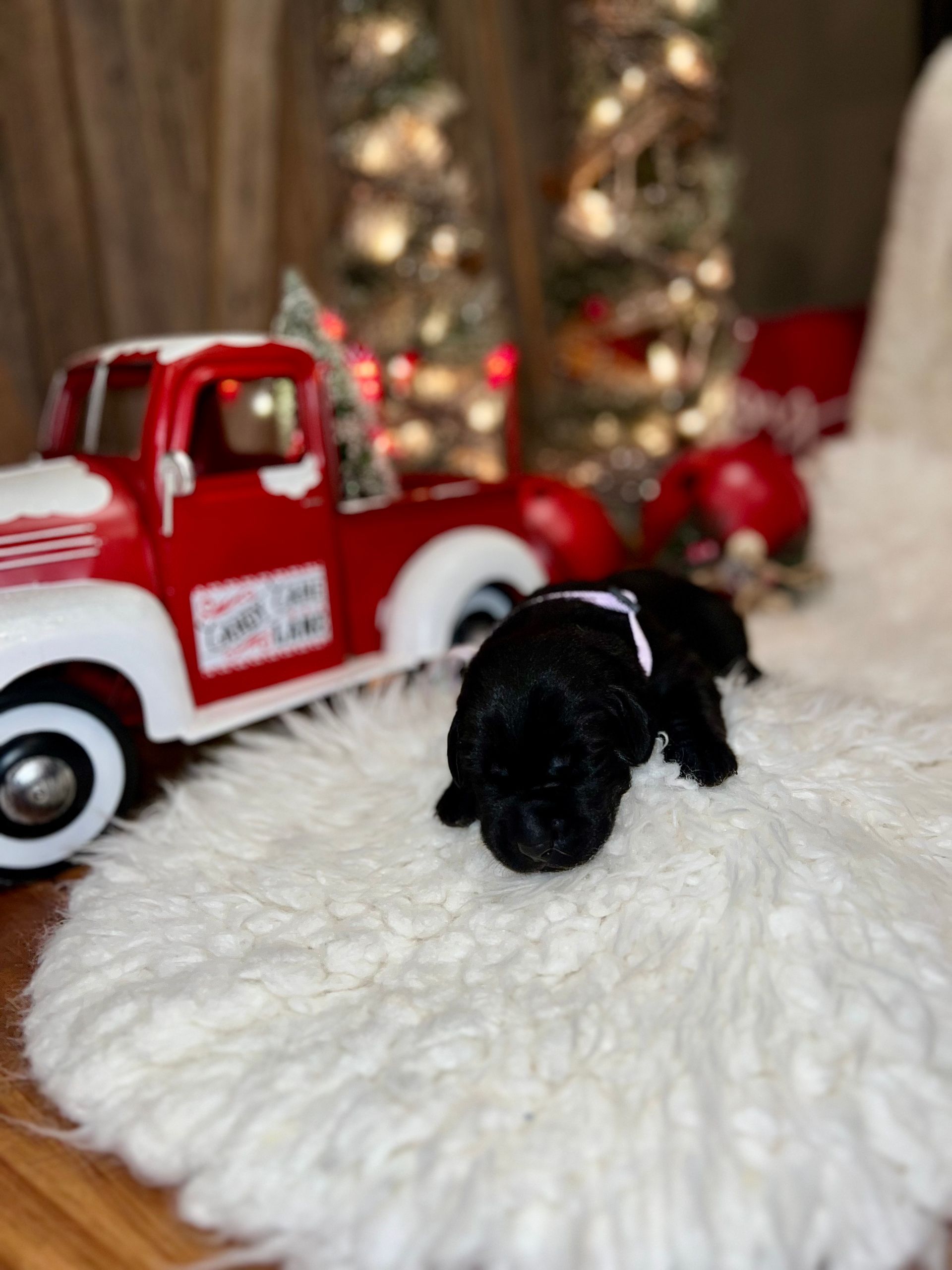 Black puppy wearing a white collar, on a white rug, with a red truck and Christmas decorations in the background.