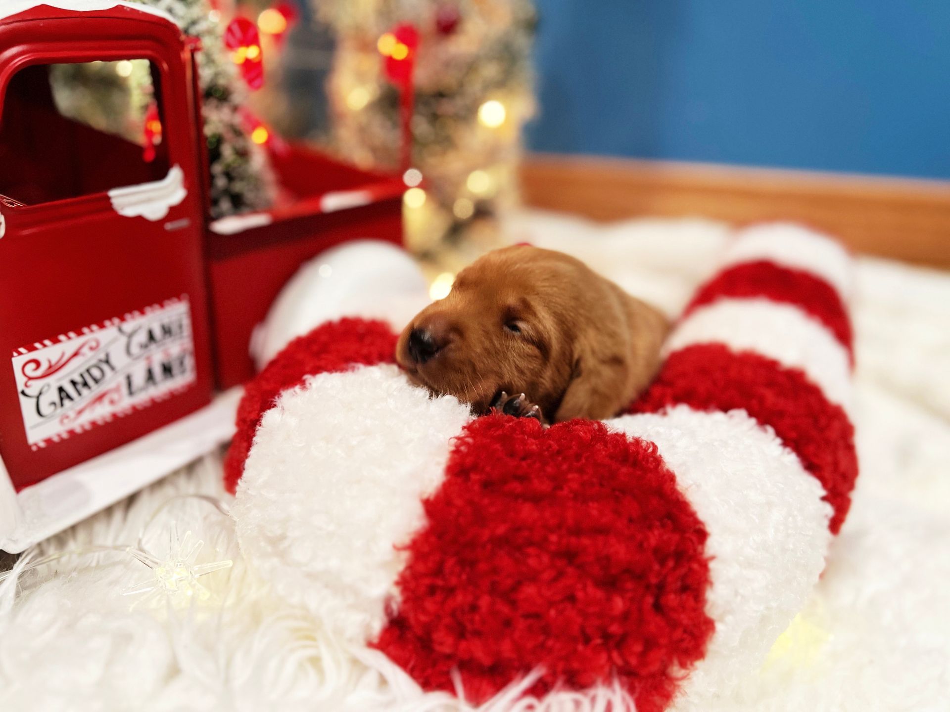 A small brown puppy nestled inside a red and white candy cane with a Christmas truck in the background.