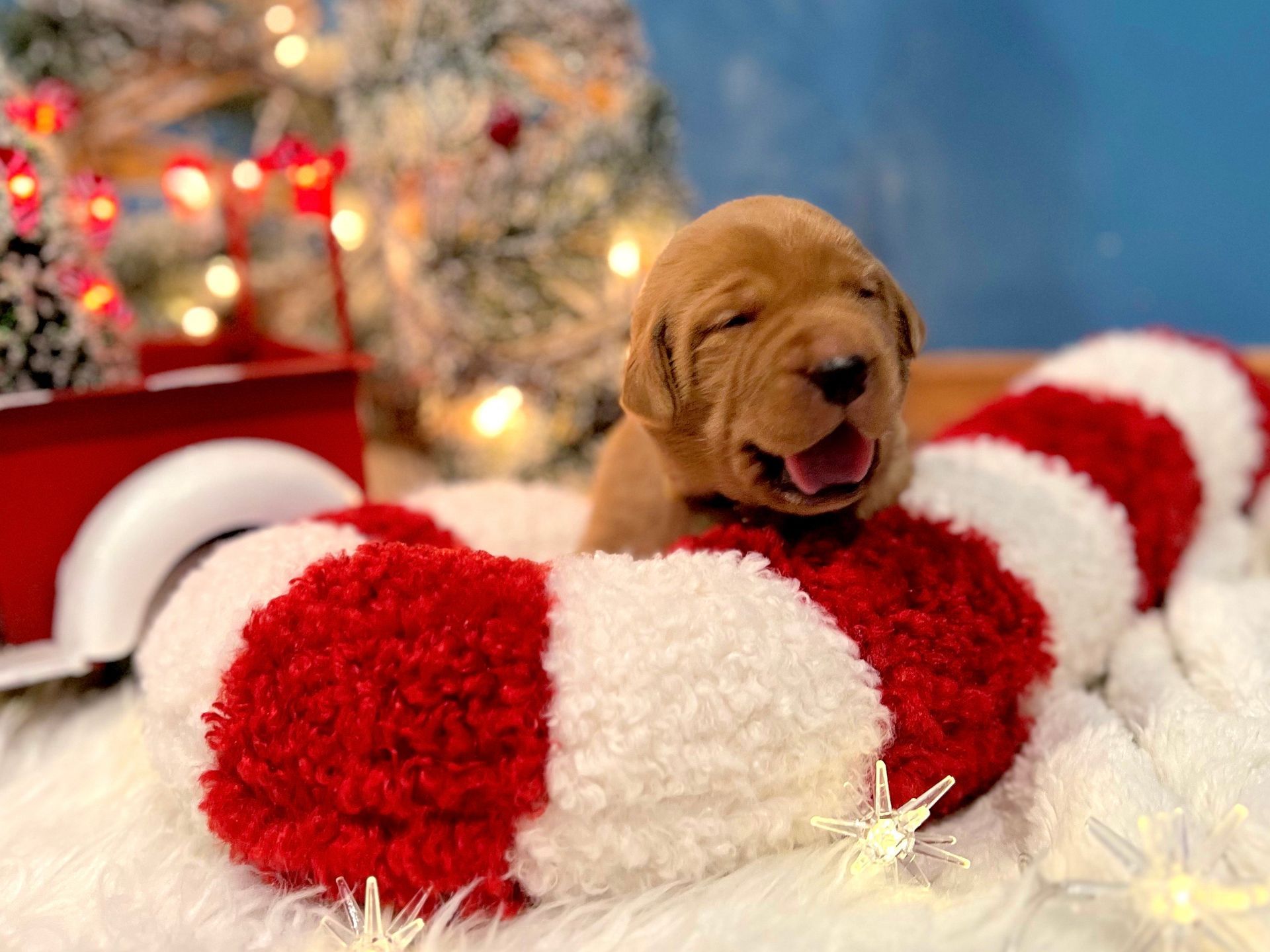Golden puppy yawns, nestled in a candy cane-shaped decoration with a Christmas tree background.