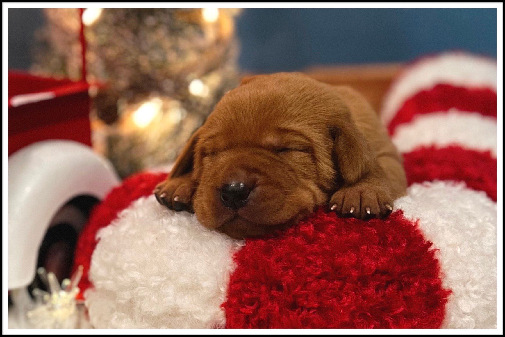 Sleeping brown puppy on a red and white pompom with Christmas decorations in background.