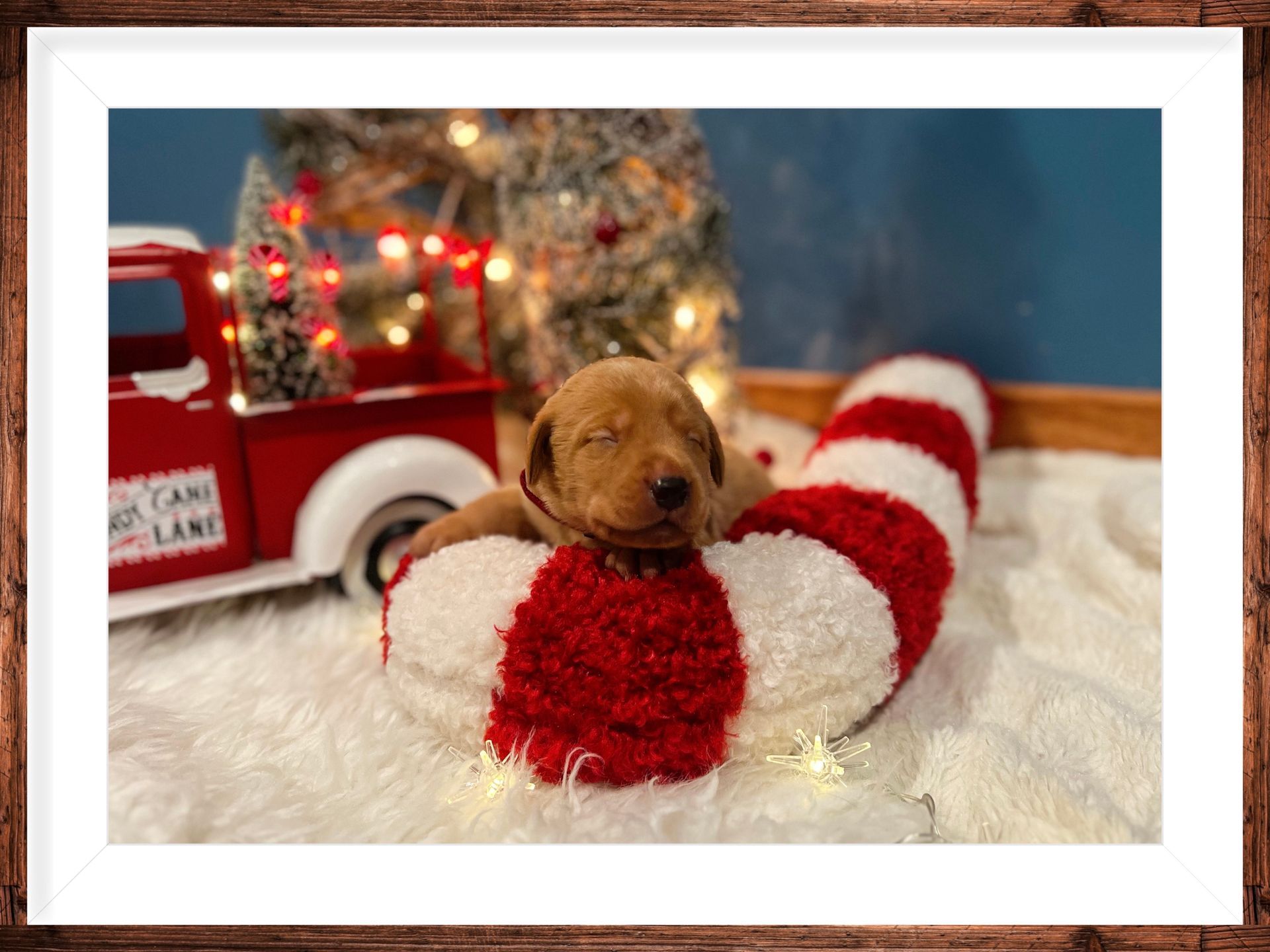 Puppy sleeping in a candy cane bed with a toy truck and Christmas tree in the background.