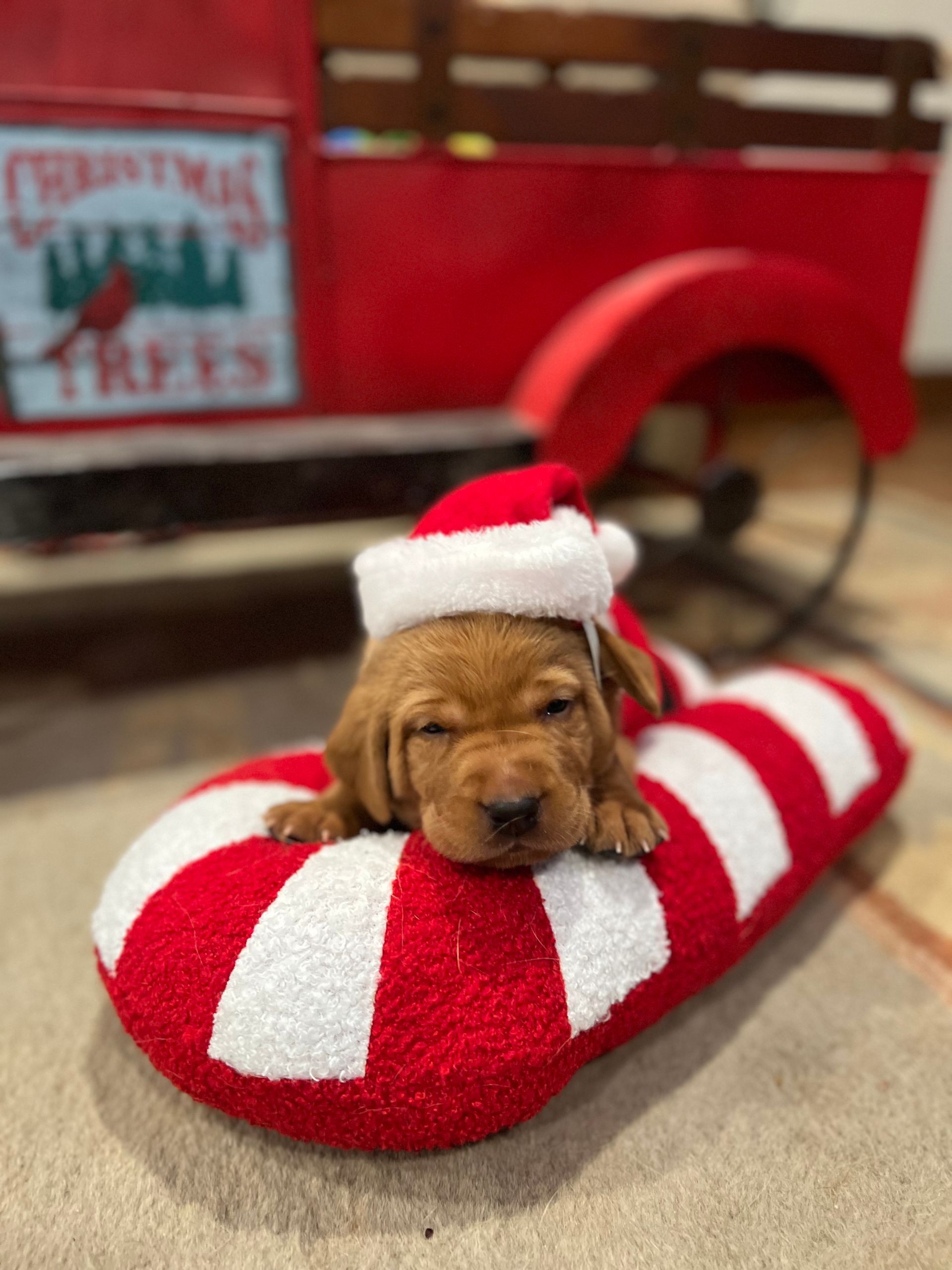 Puppy in Santa hat rests on red and white candy cane, with a red truck in the background.