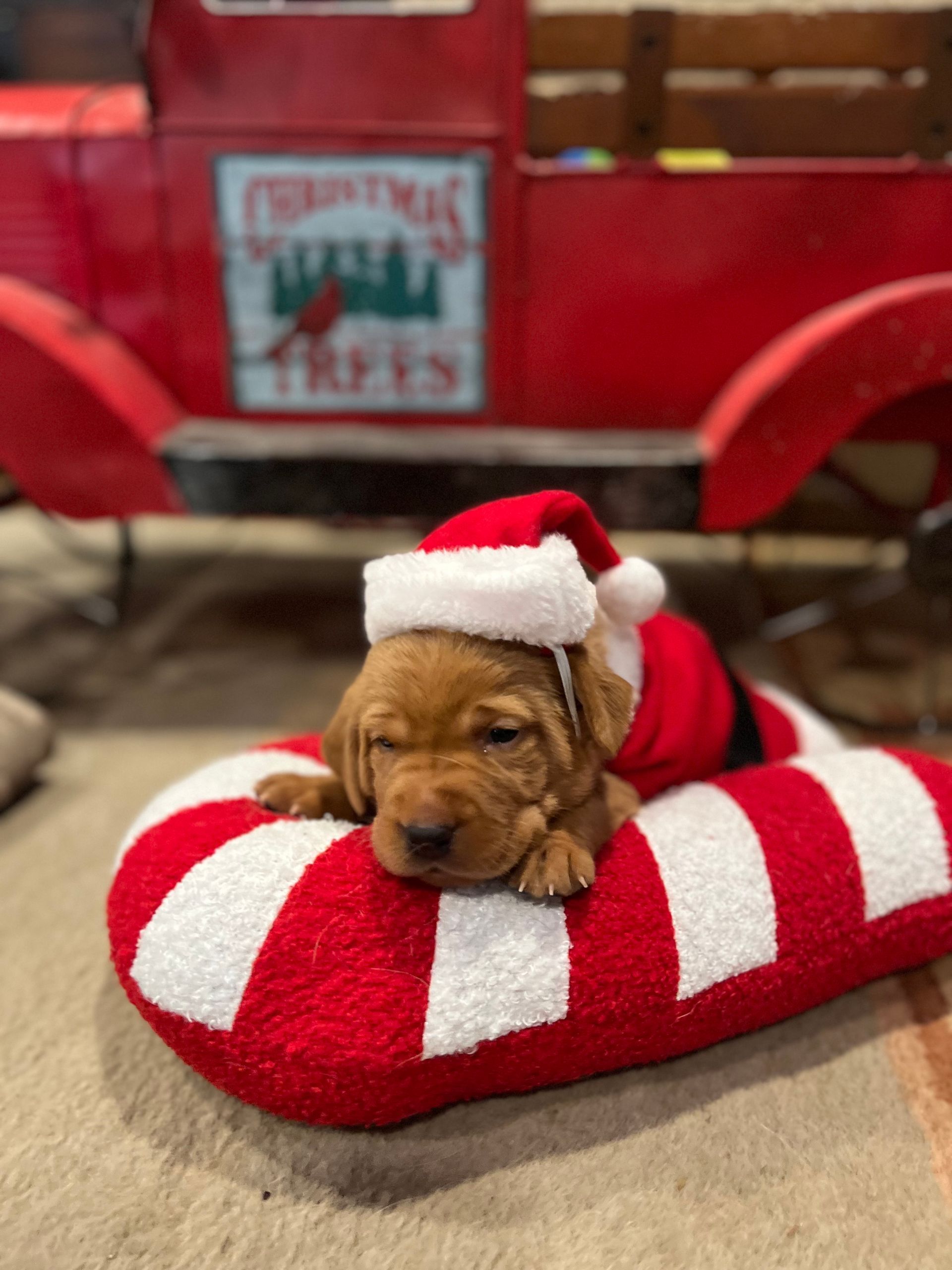 Puppy in a Santa suit rests on a candy cane pillow, with a red Christmas tree truck in the background.