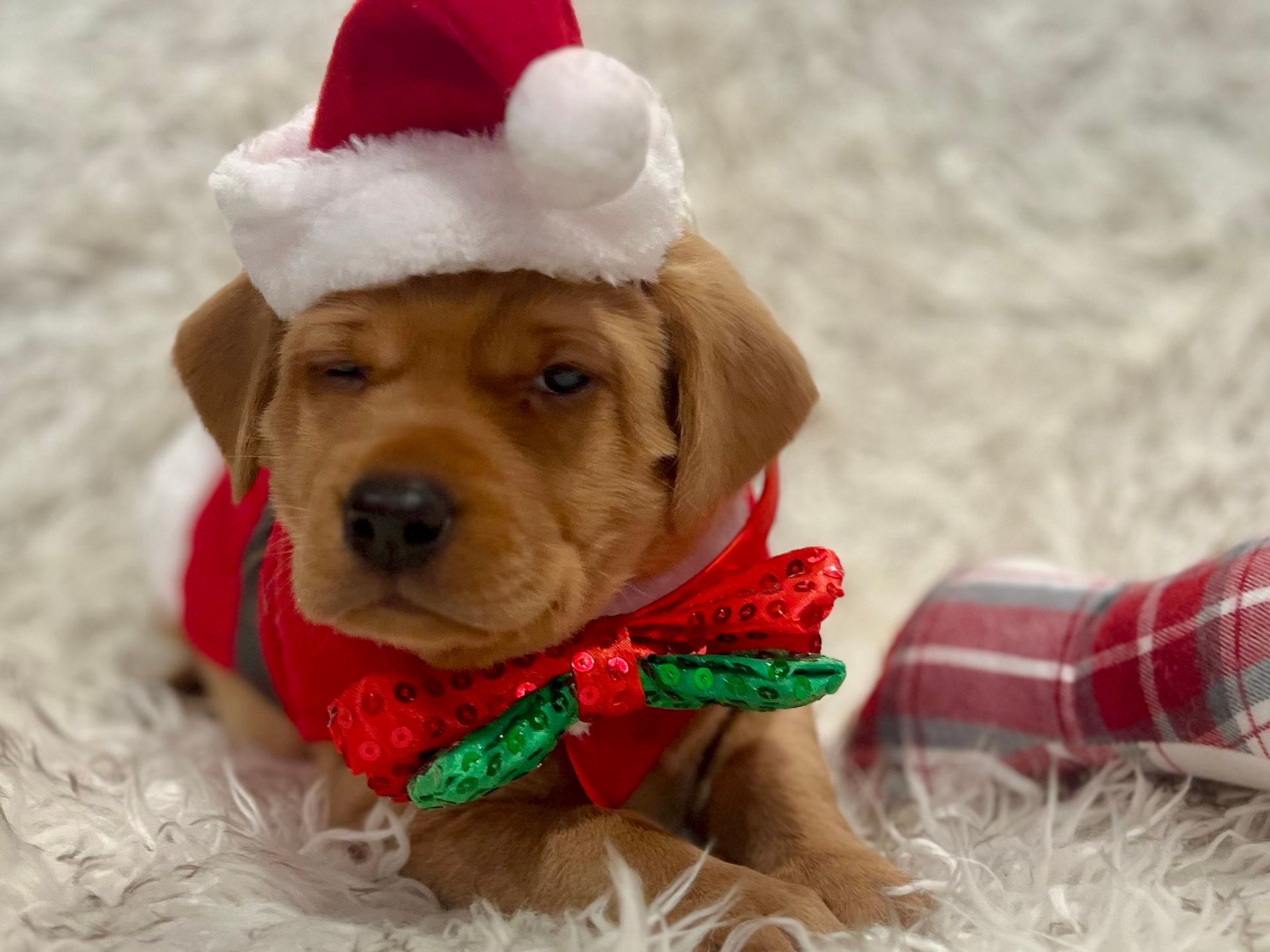 Brown puppy winking, wearing a Santa hat and red outfit with a green sequin bow, lying on a fluffy white rug.