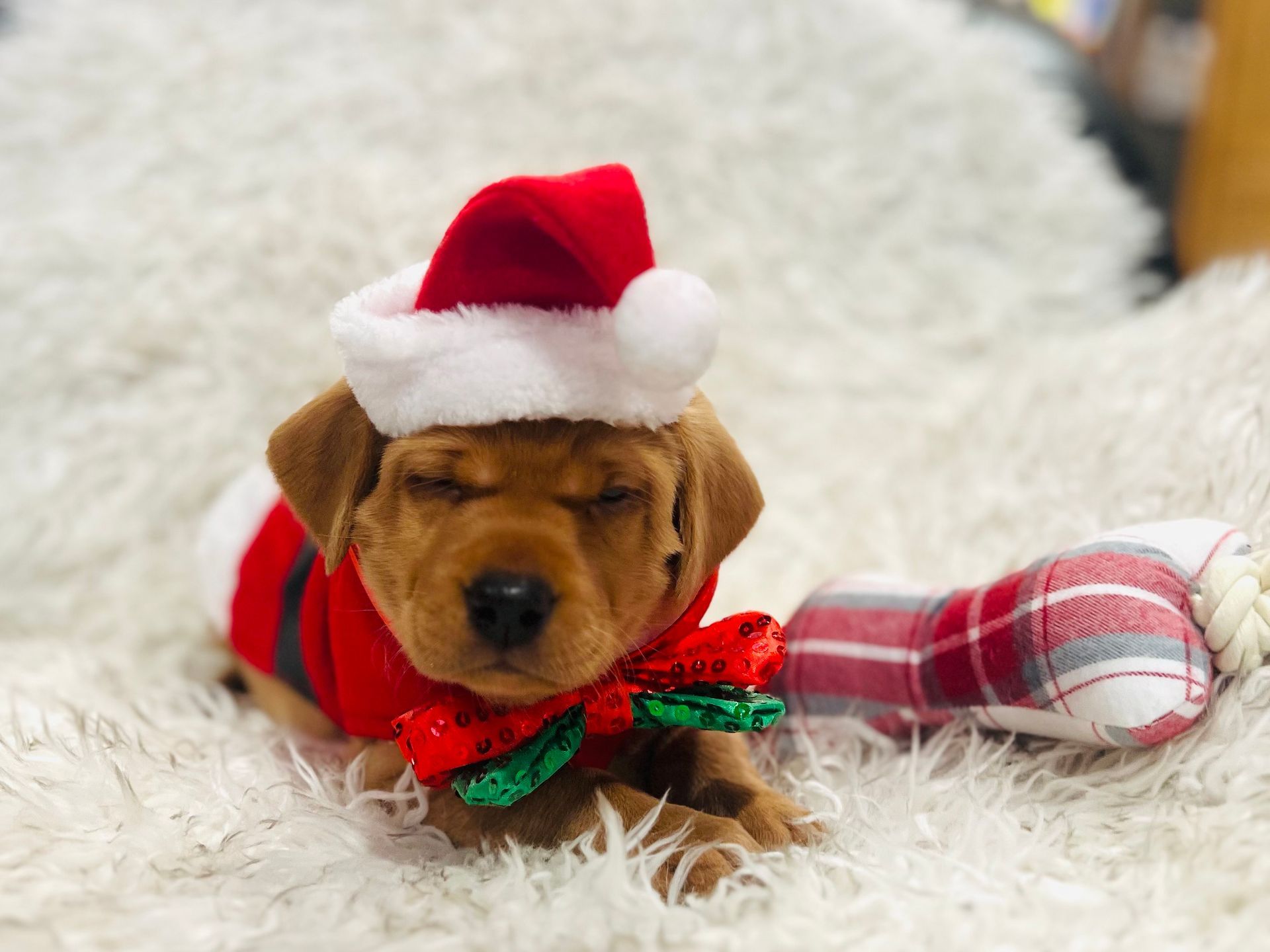 Puppy wearing a Santa hat and red Christmas outfit, lying on a white fluffy blanket with a toy.