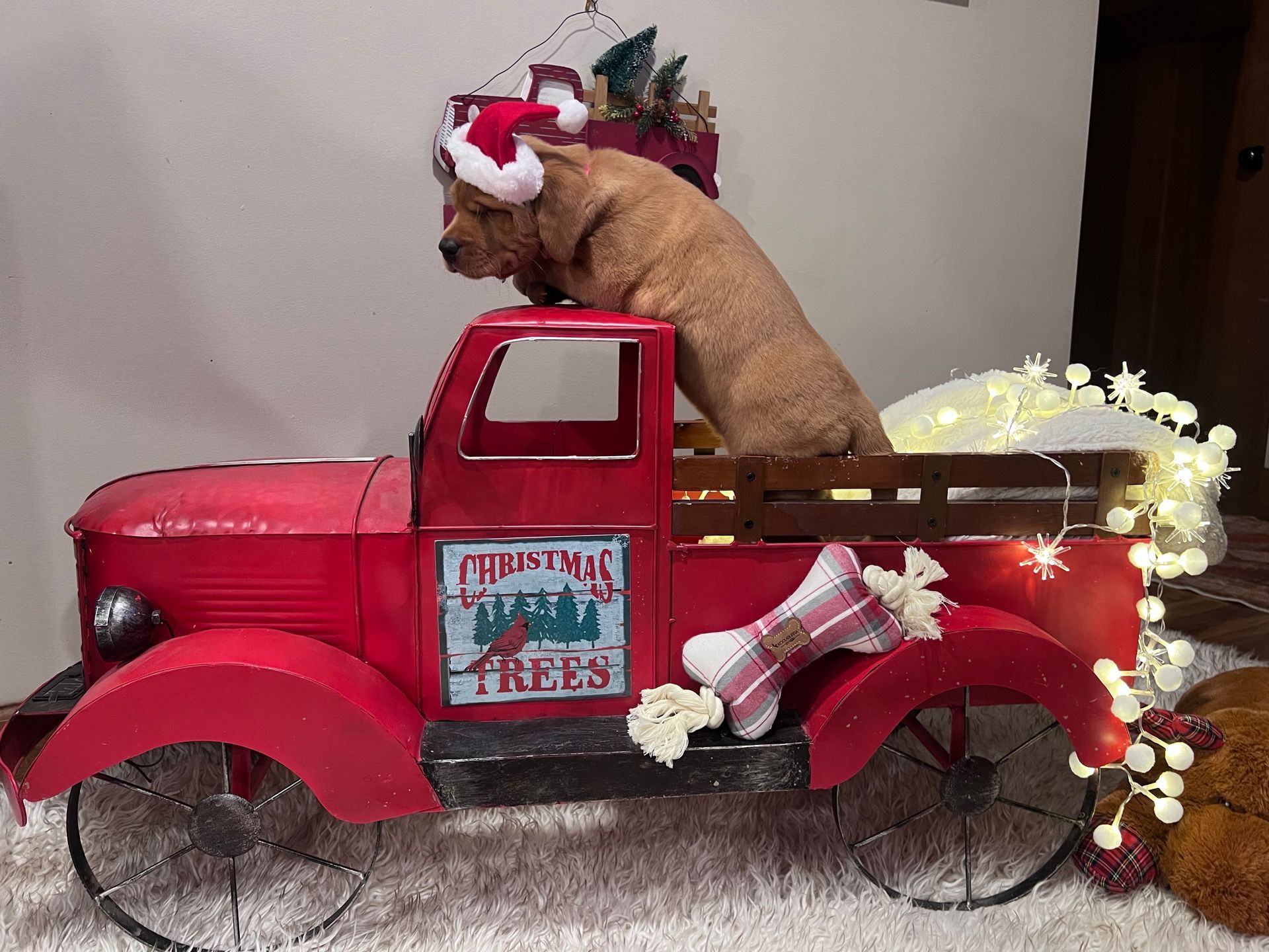 Dog wearing a Santa hat in a red toy truck with Christmas decorations.