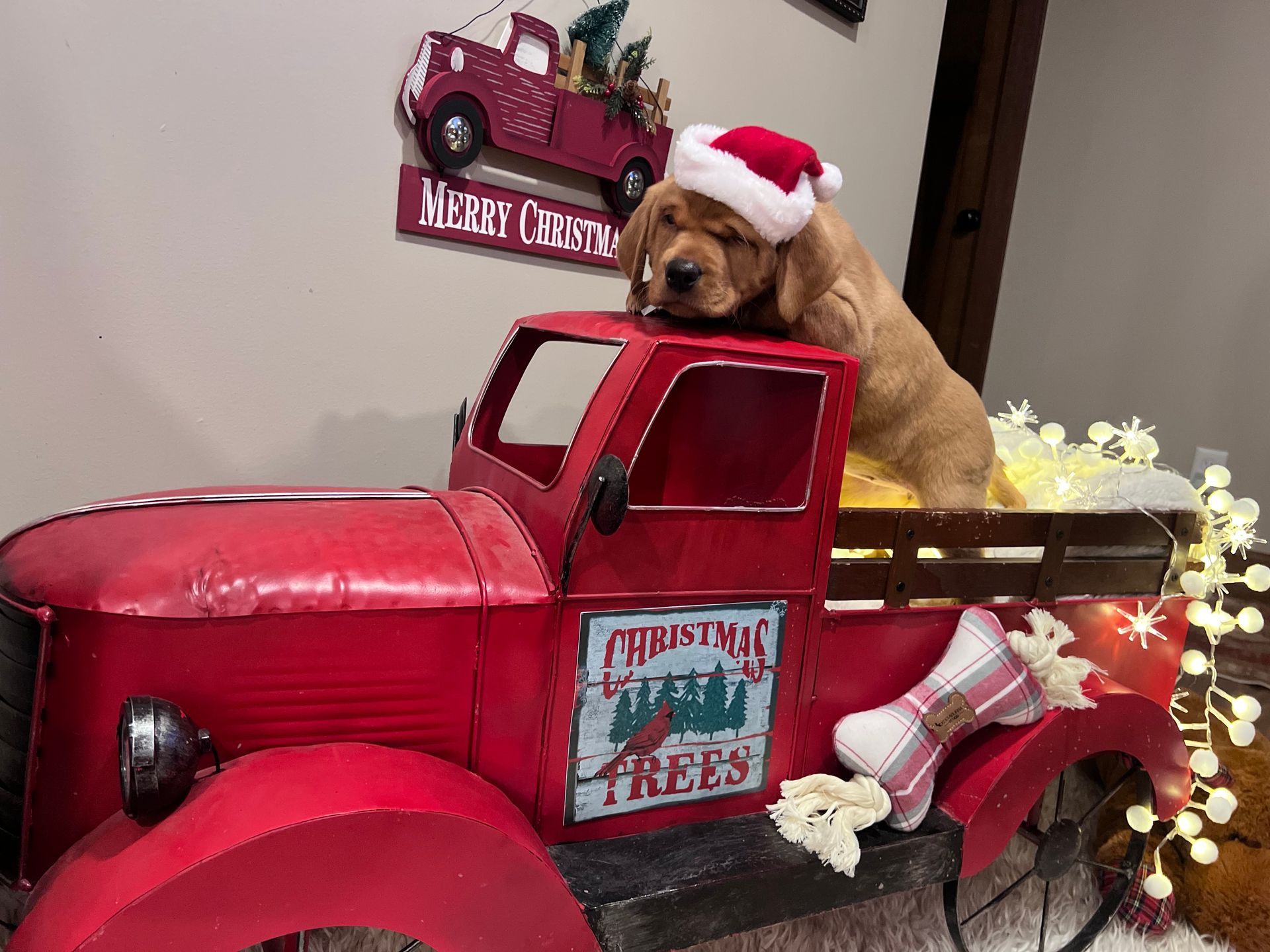 Golden retriever puppy wearing Santa hat in a red truck decoration with Christmas lights and sign.
