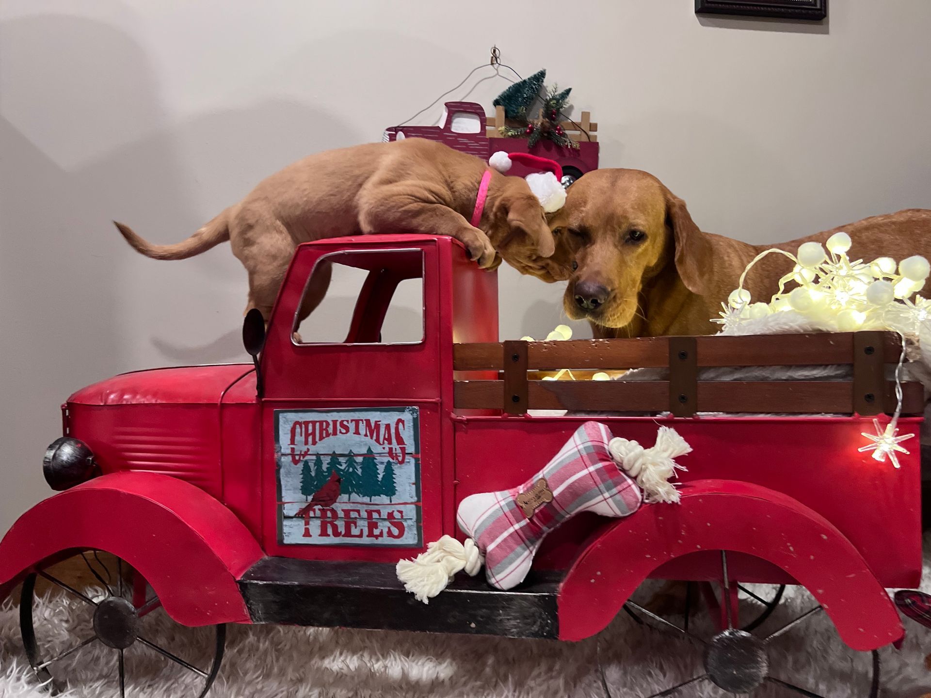 Two dogs wearing Santa hats in a red truck decorated for Christmas. One puppy is climbing on top.