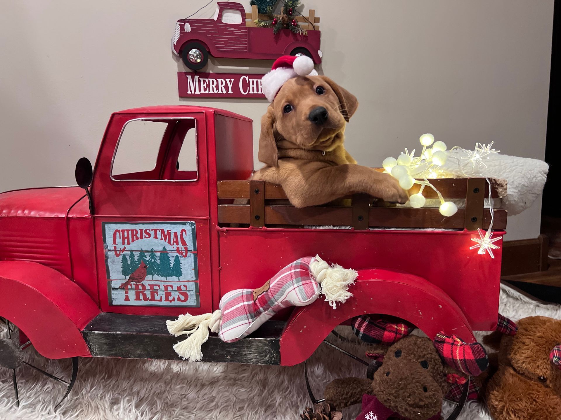 Golden puppy wearing a Santa hat in a red Christmas truck, looking at the camera.