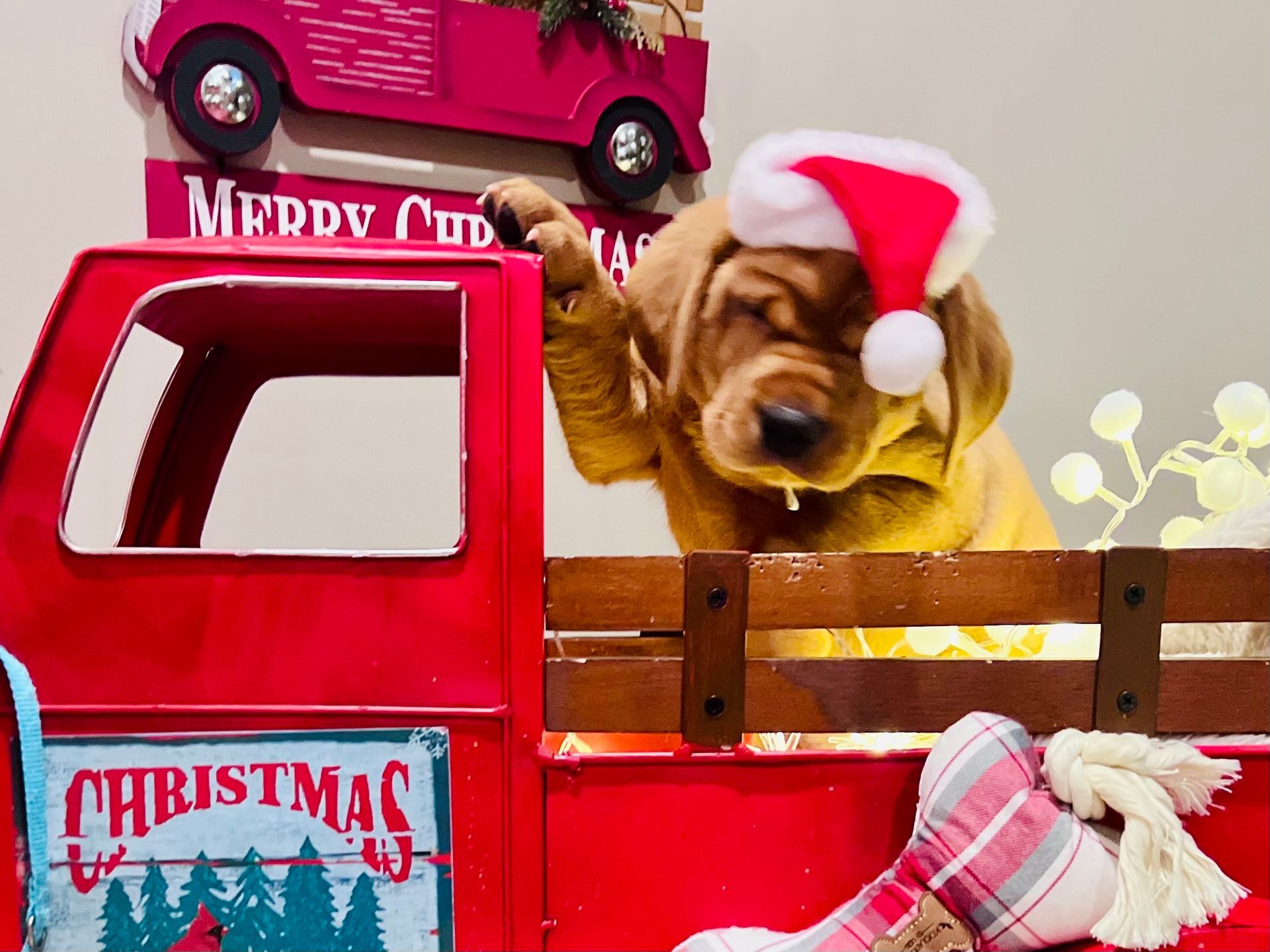 Dog in Santa hat leaning on a red Christmas truck.