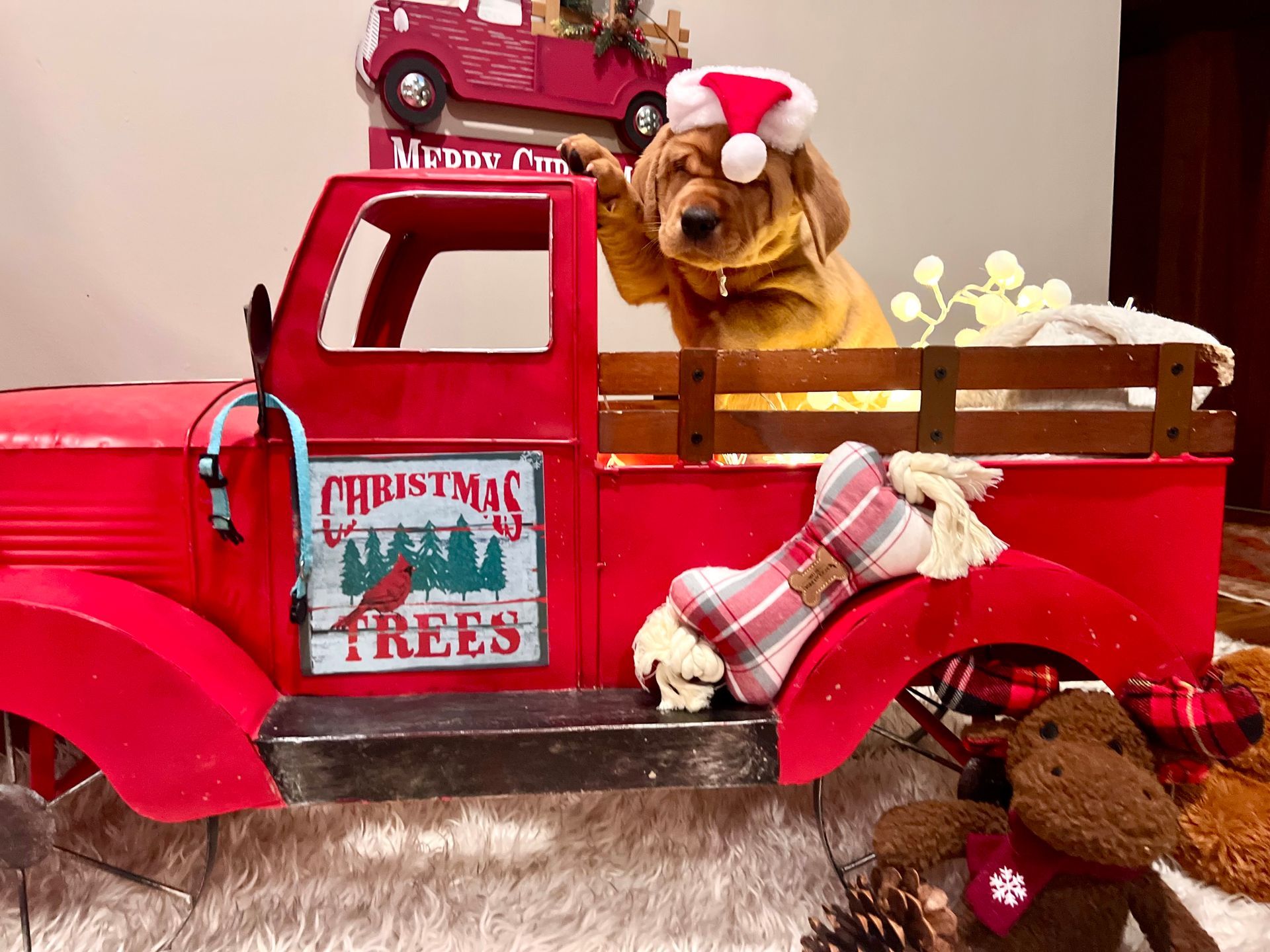 Dog in a Santa hat in a red Christmas truck, Christmas decor, soft carpet.