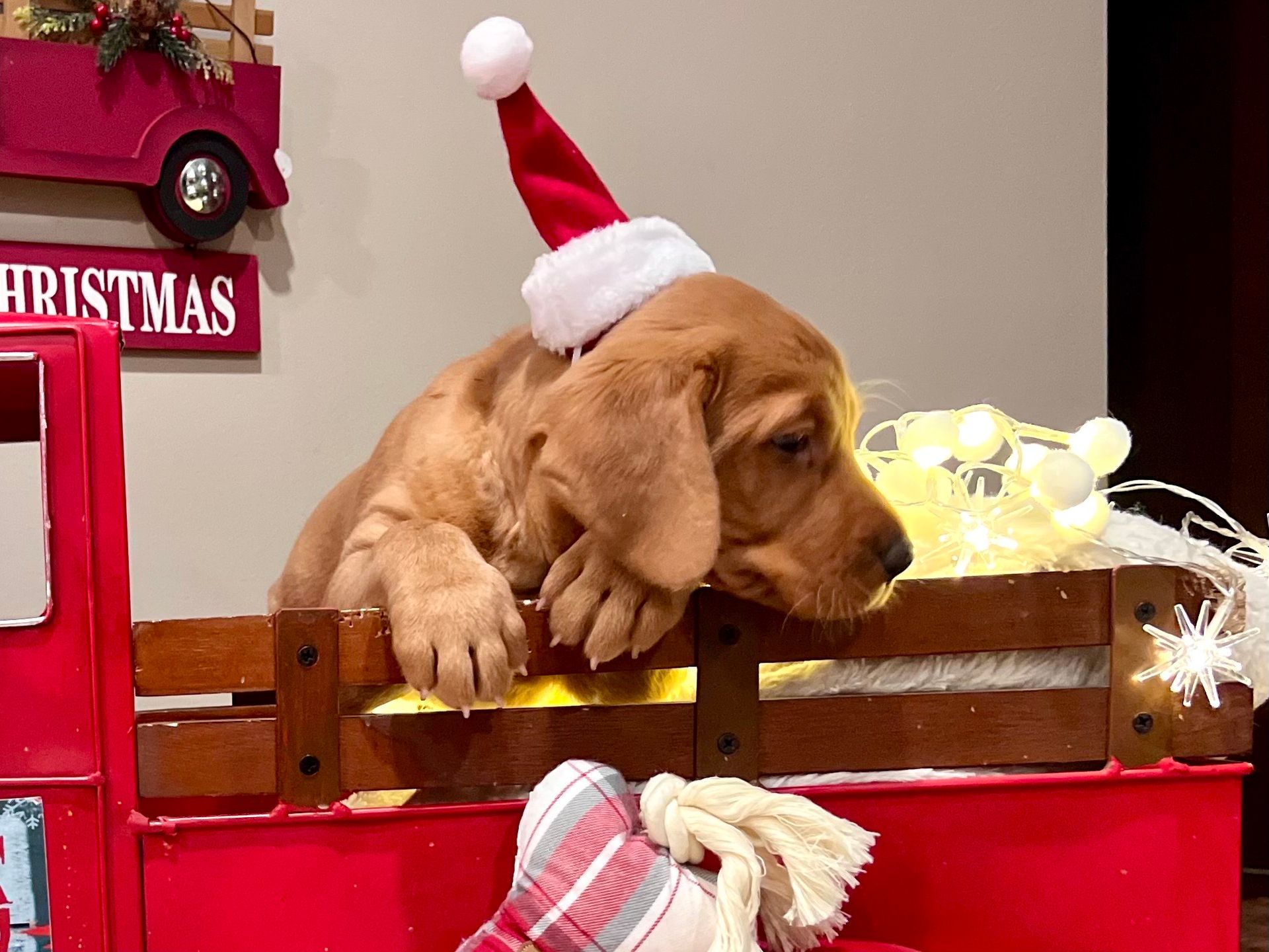 Puppy wearing Santa hat sits in a red truck bed decorated for Christmas.