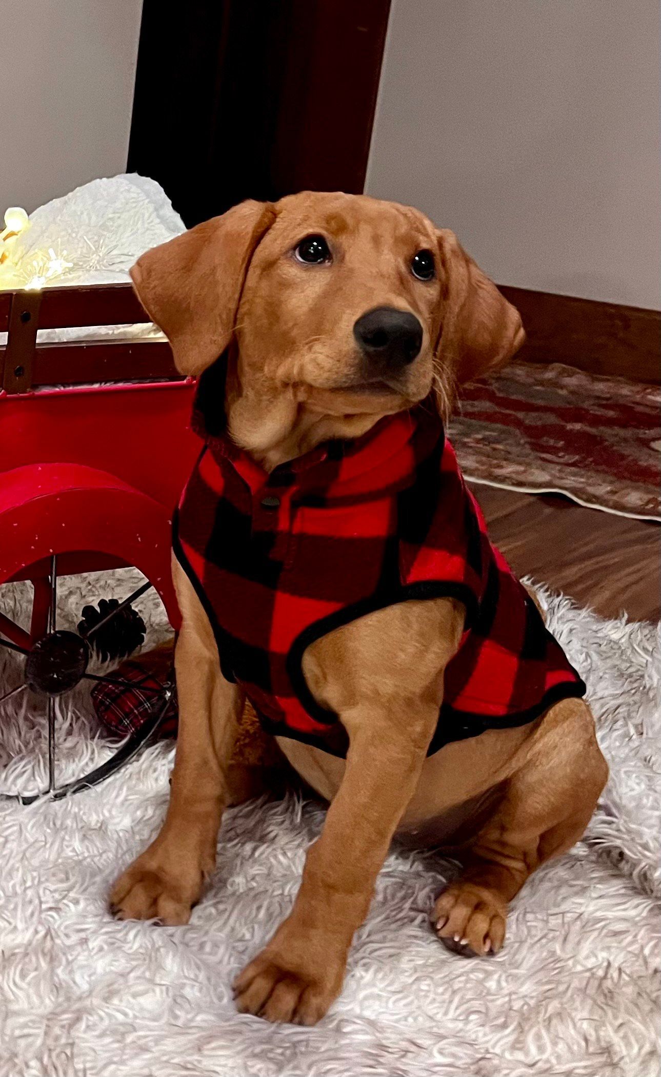 Golden retriever puppy wearing a red and black plaid vest, sitting on a fluffy white rug.