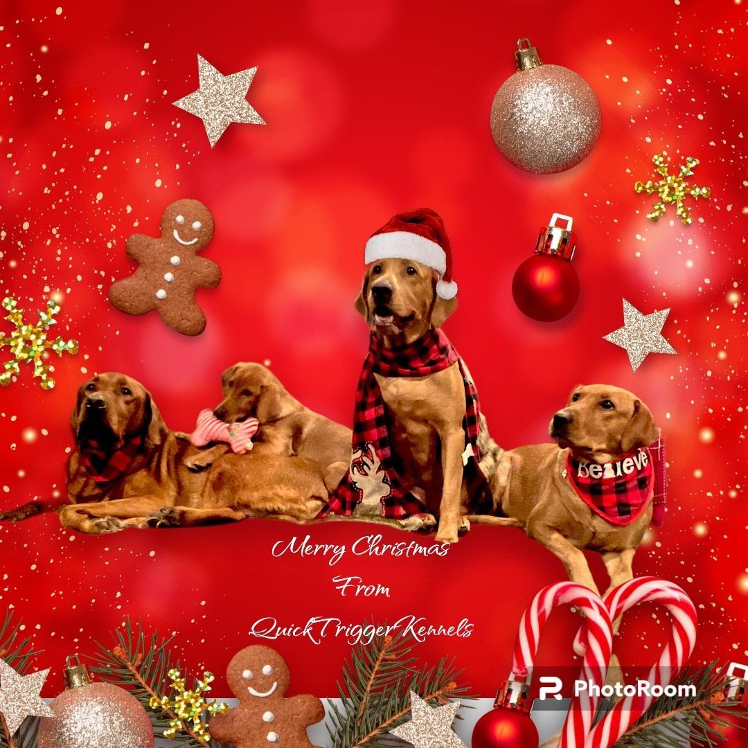 Four golden retrievers in Christmas attire. Red background with decorations, gingerbread, and candy canes.