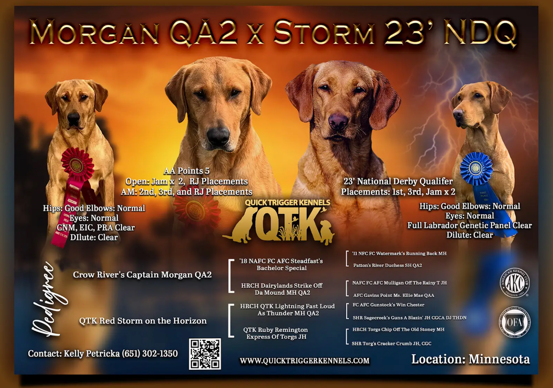 Advertisement for Labrador retrievers, featuring four dogs in front of a stormy background.
