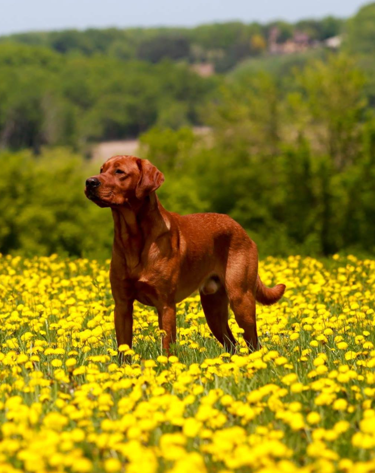 Red Labrador dog stands in a field of yellow dandelions, looking to the left. Green trees in the background.