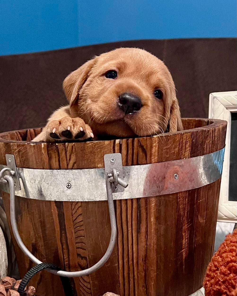 A brown puppy is sitting in a wooden bucket.