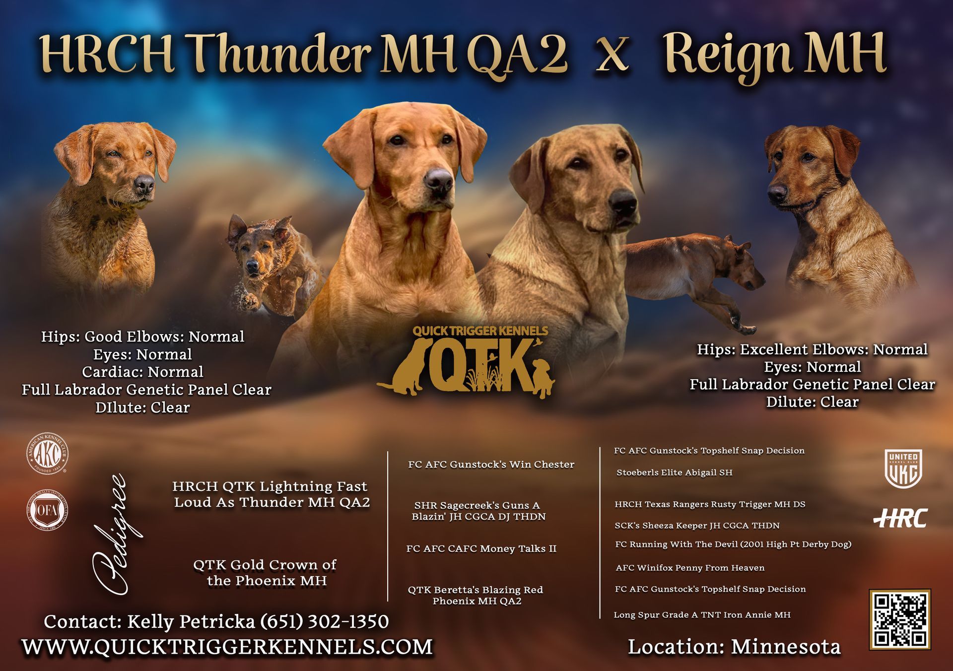 Dog breeding advertisement: Four Labrador Retrievers and pedigrees.