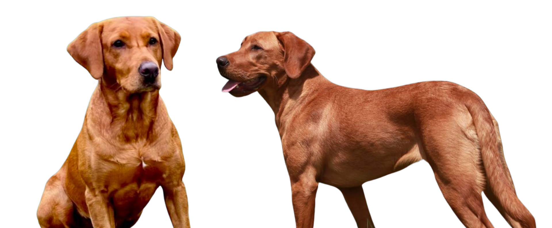 Two reddish-brown dogs on a white background, one sitting and the other standing with mouth open.