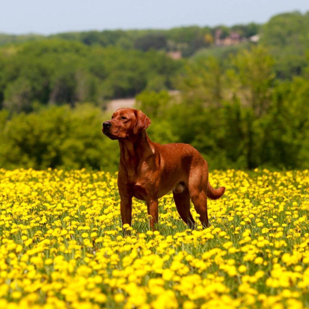 A brown dog is sitting in the grass and looking at the camera.
