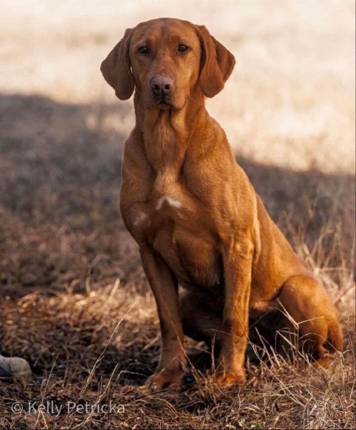 A dog is sitting in the grass with a blue ribbon around its neck.